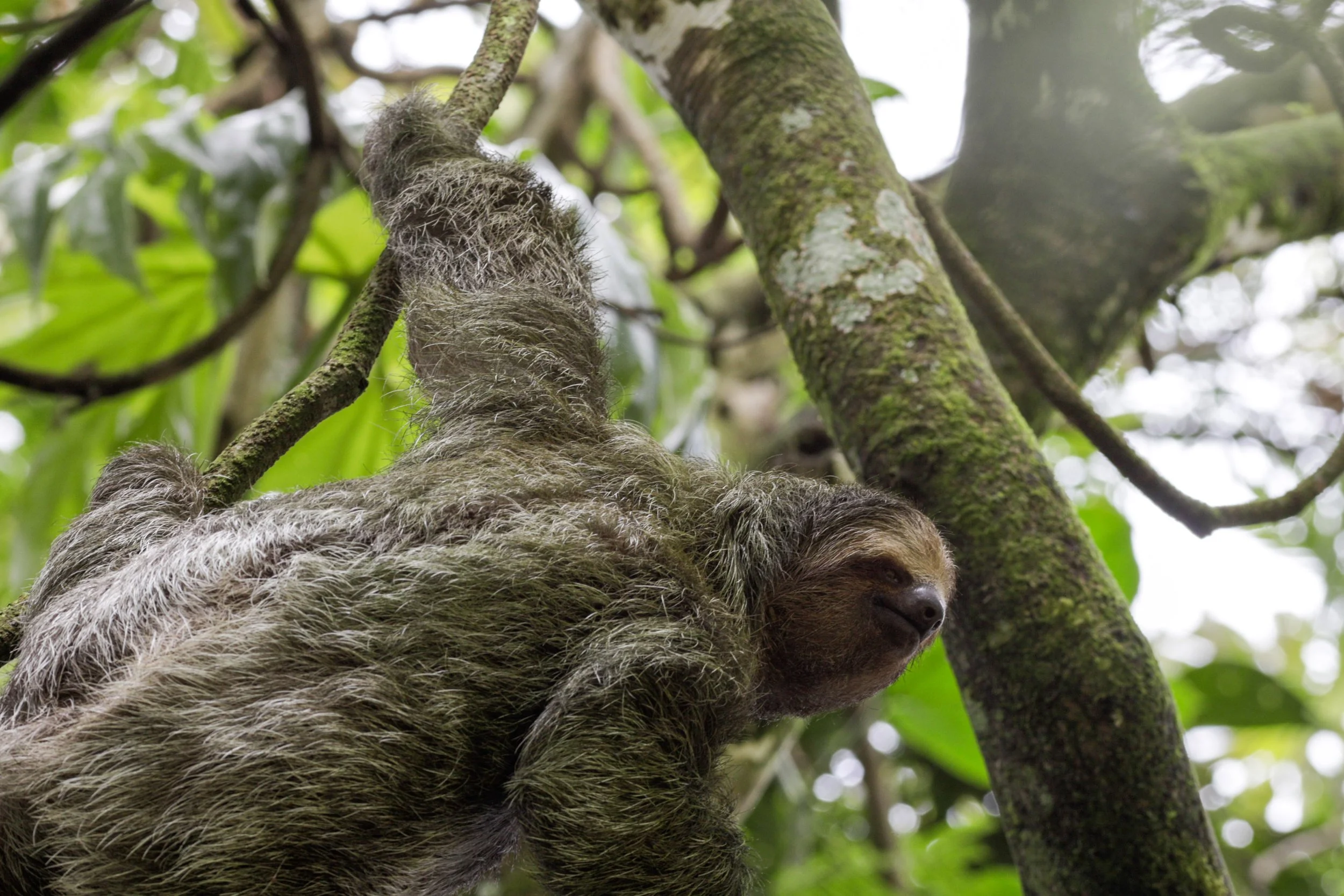 sloth.jpg