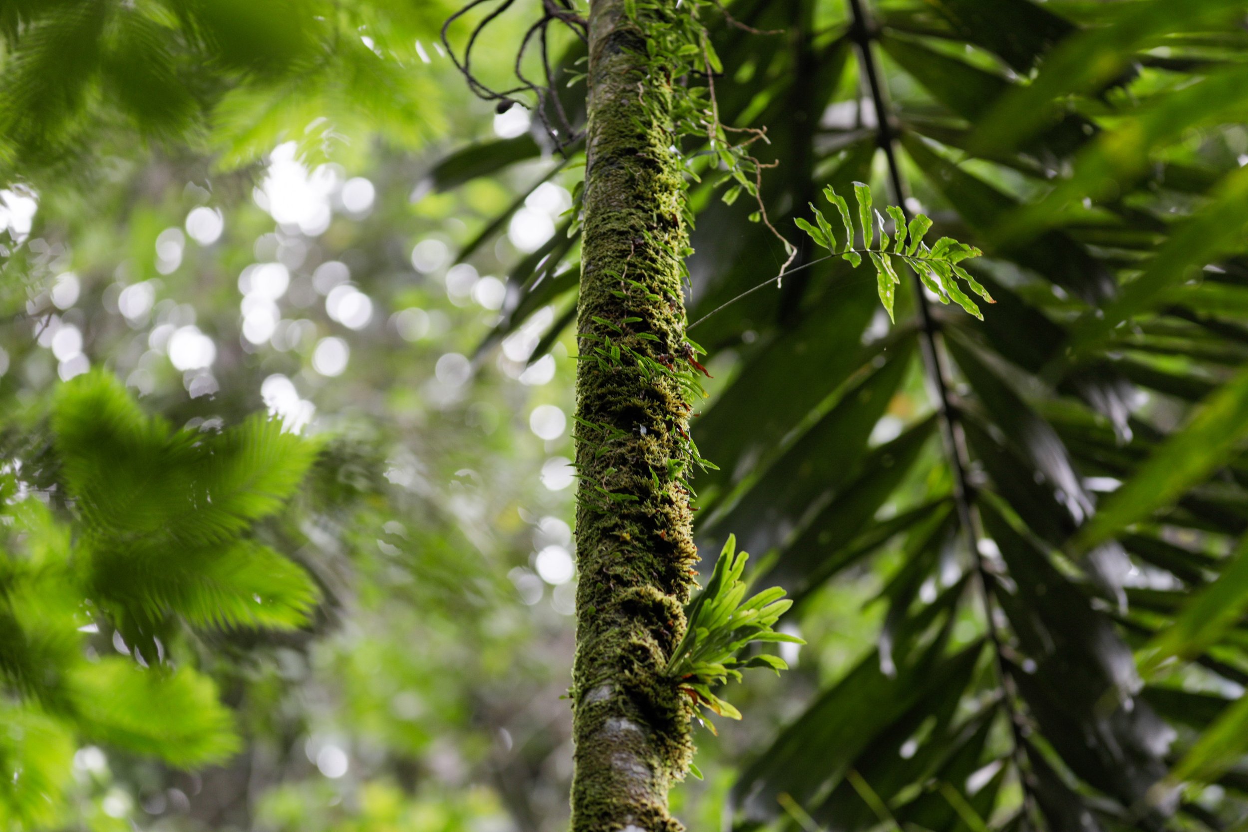 4-Liverwort:Epiphyte - Lowland.jpg