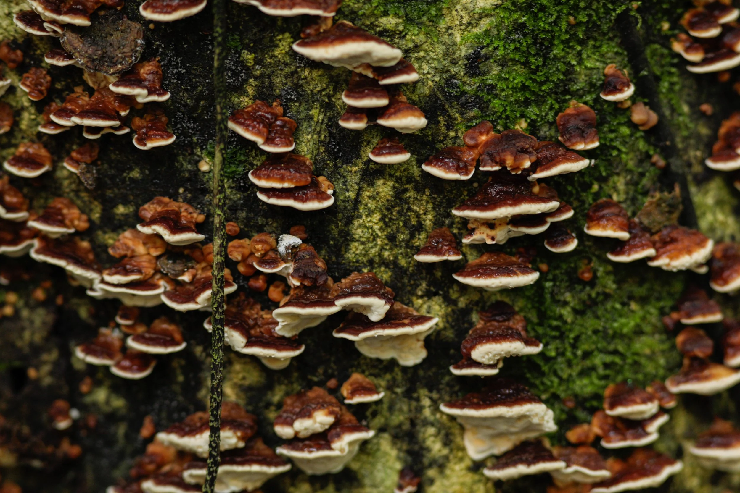 2-Polypores (Bracket Fungi) - Lowland.jpg