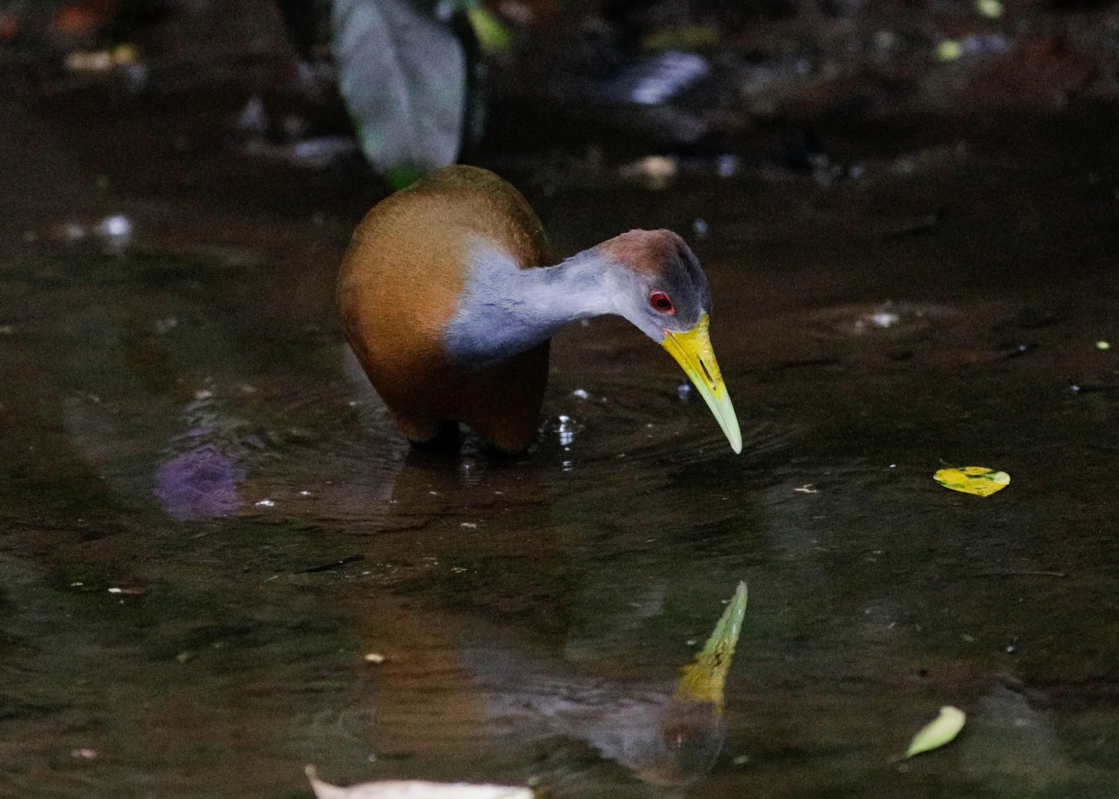 bird reflection.jpg