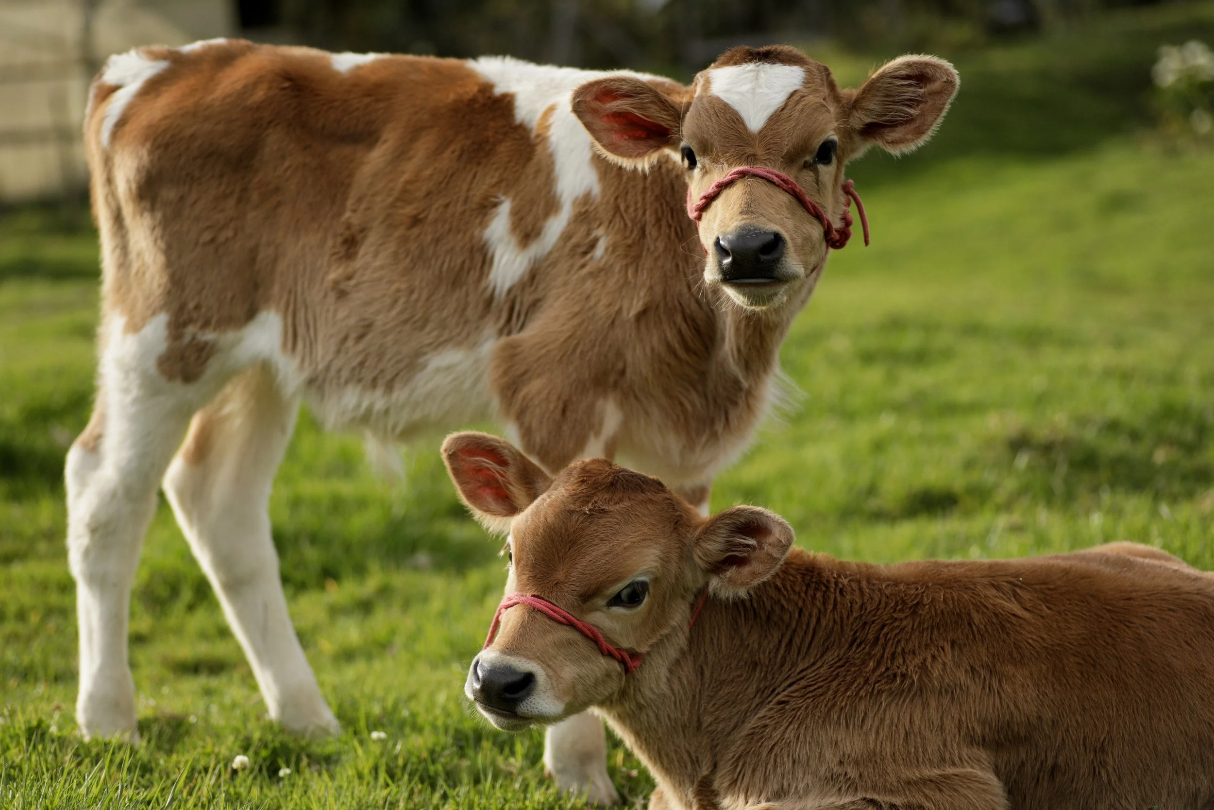 cows.jpg