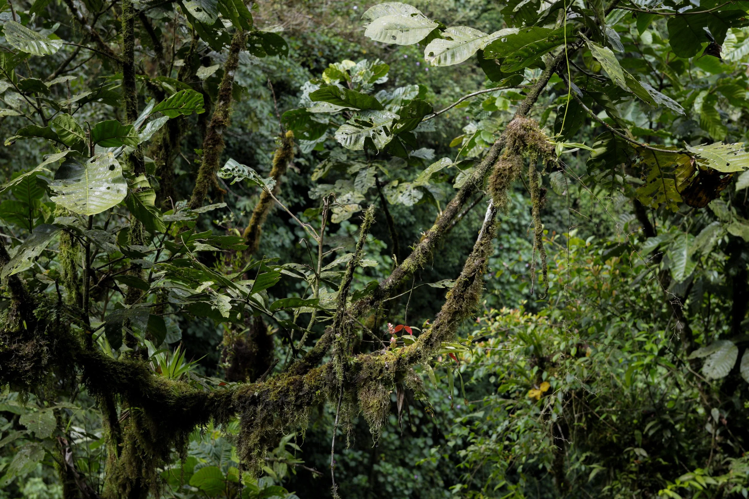 1-Epiphyte Load - Lowland.jpg