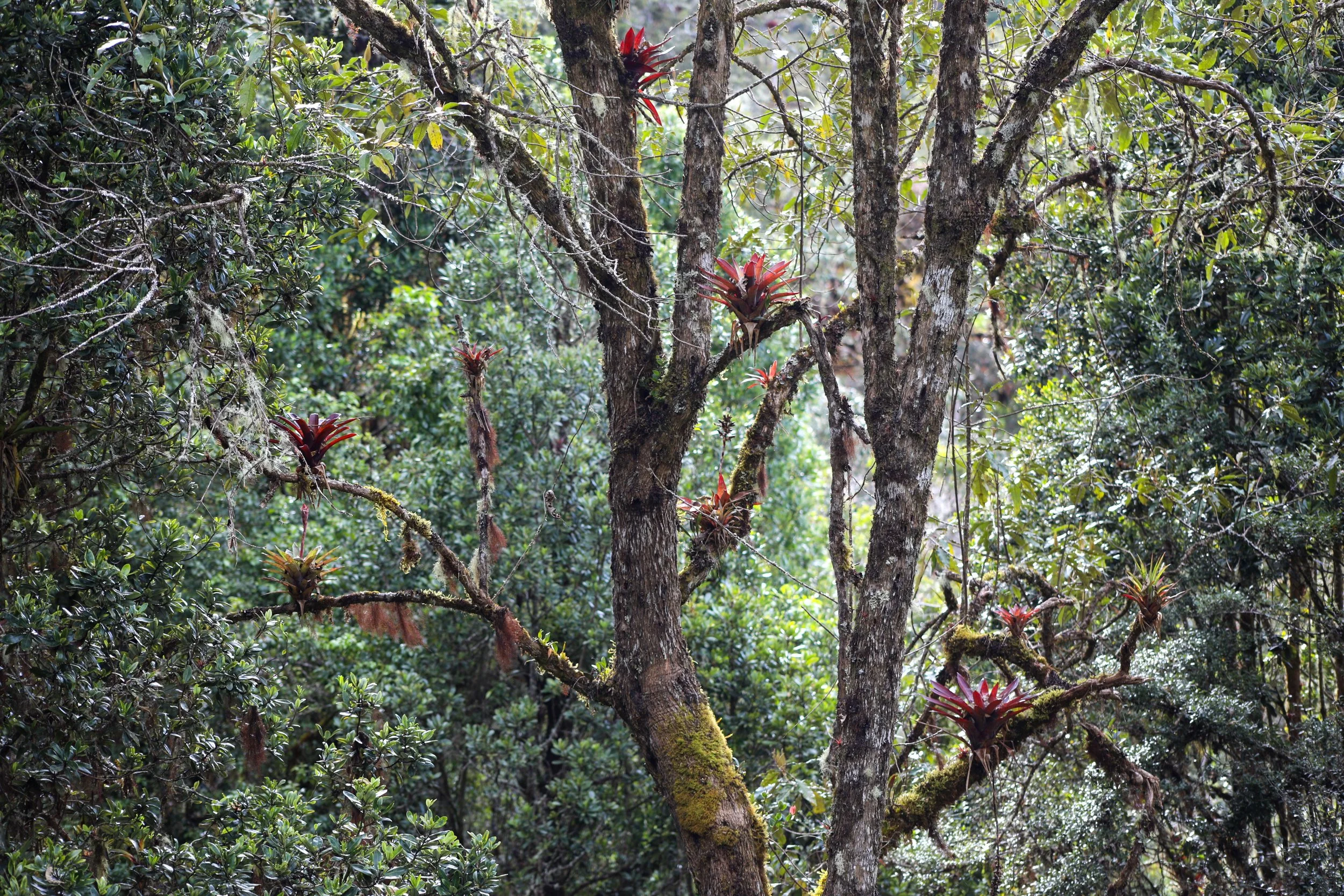 bromeliad tree.jpg