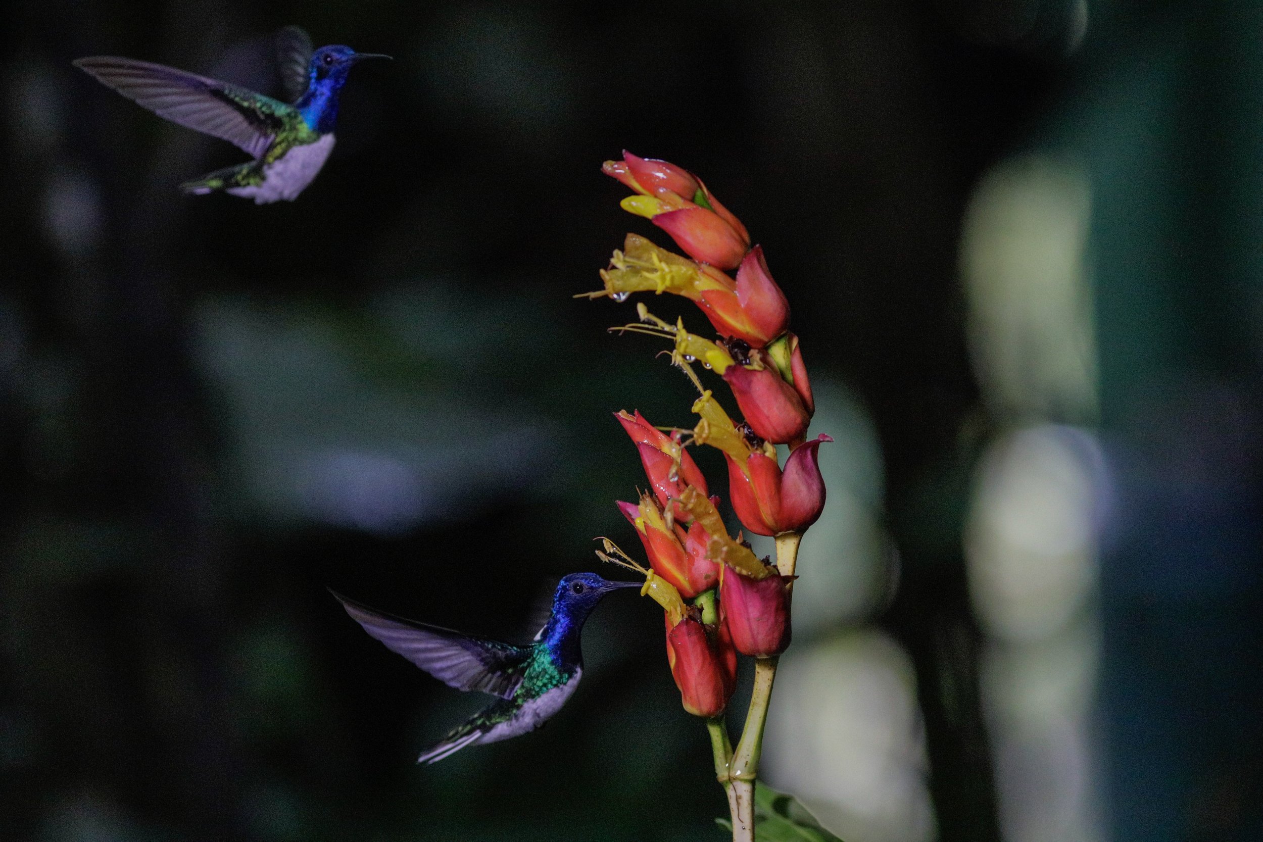 two hummingbirds.jpg