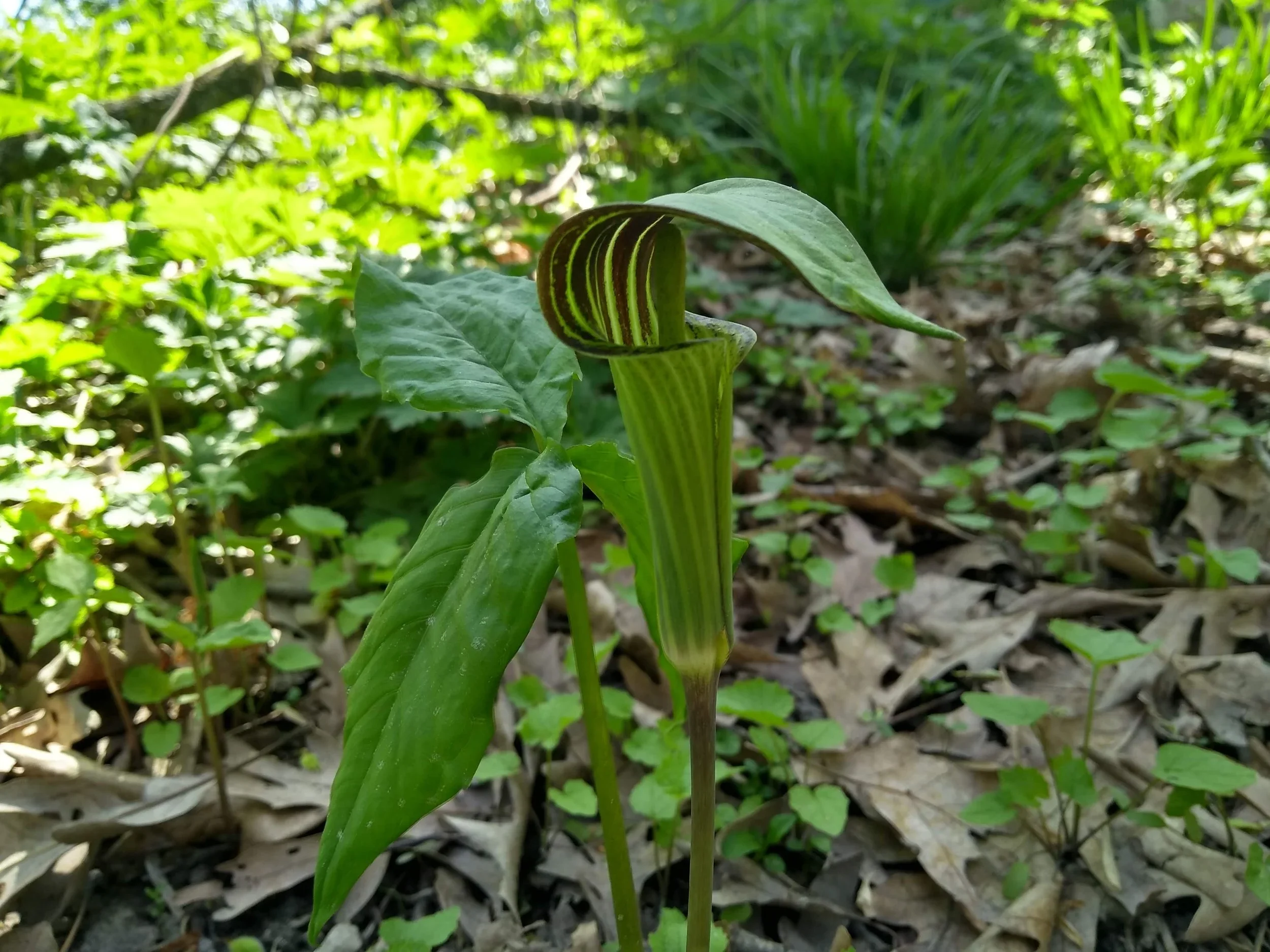 Jack-in-the-Pulpit