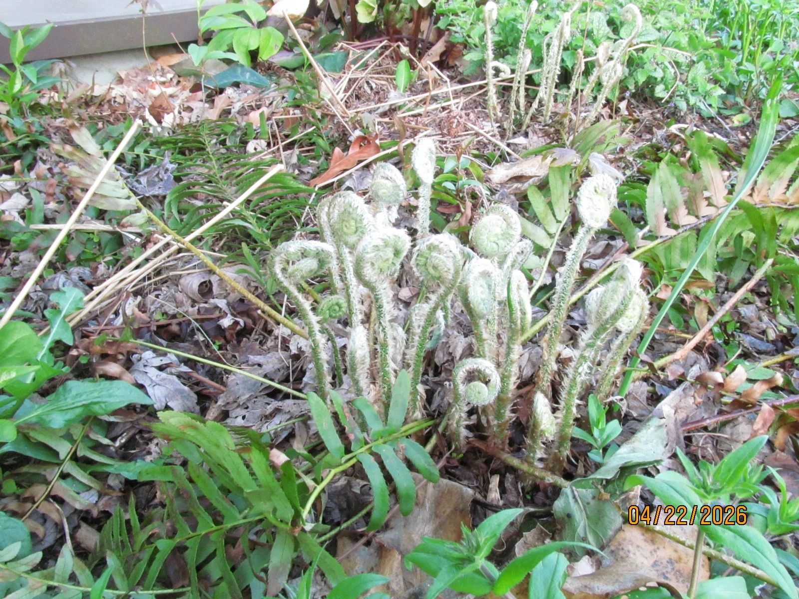 Christmas Fern