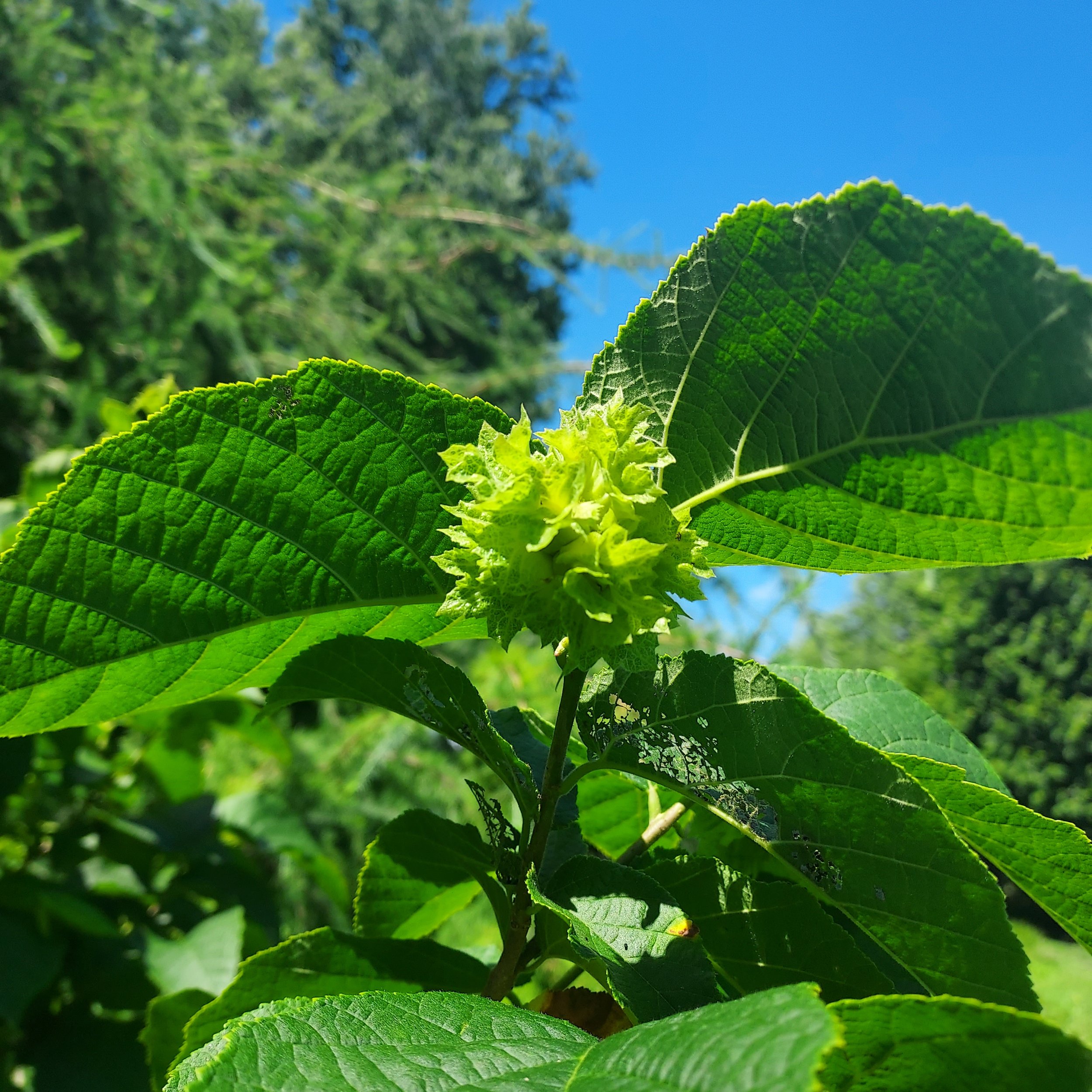 Hazlenut (Corylus americana)