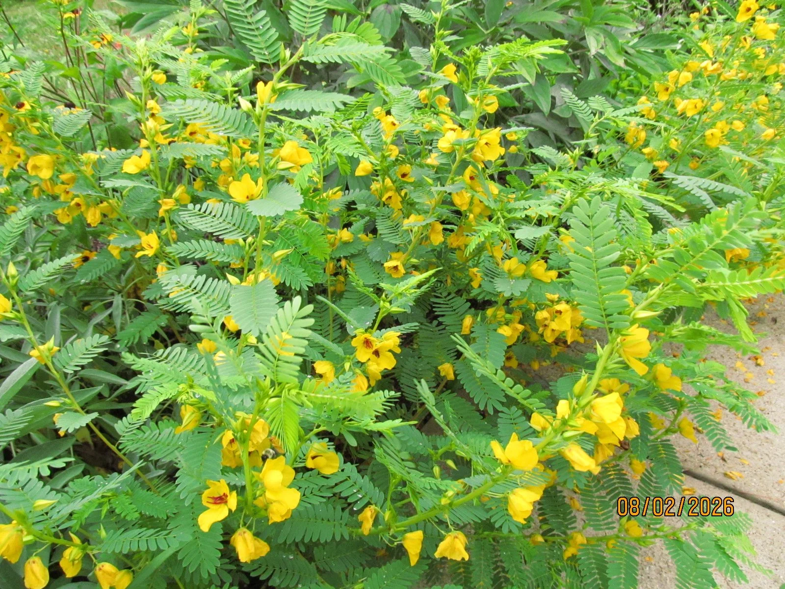 Partridge Peas (Chamaecrista fasciculata)