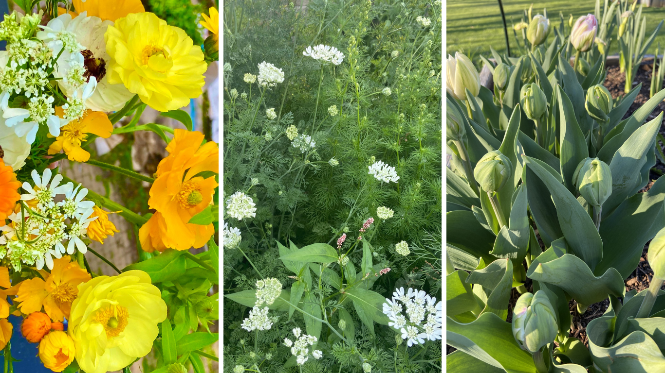 ranunculus, orlaya, tulips
