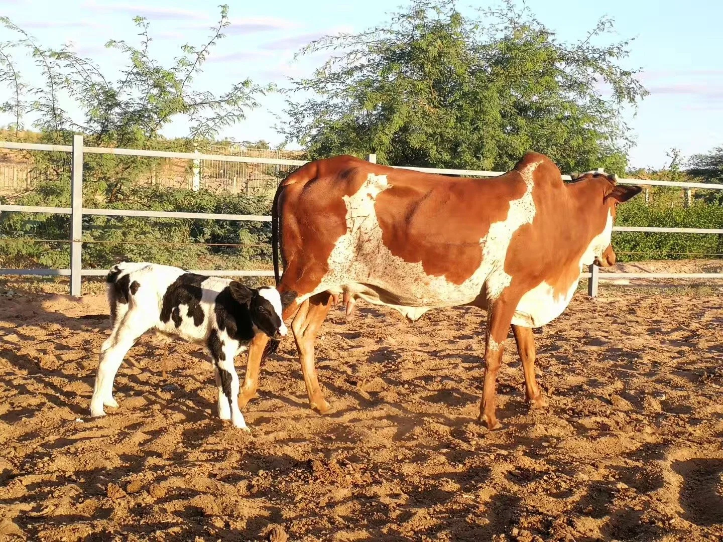 毛里塔尼亚当地时间2018年11月22日清晨，中国援毛里塔尼亚畜牧业技术示范中心迎来了第一头通过胚胎移植孕育的纯种荷斯坦犊牛，同时也是毛里塔尼亚首例胚胎移植奶牛，填补了毛里塔尼亚胚胎移植技术的空白。 (4).JPG