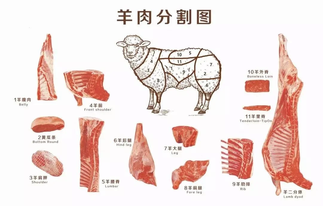 羊肉分割图.jpg