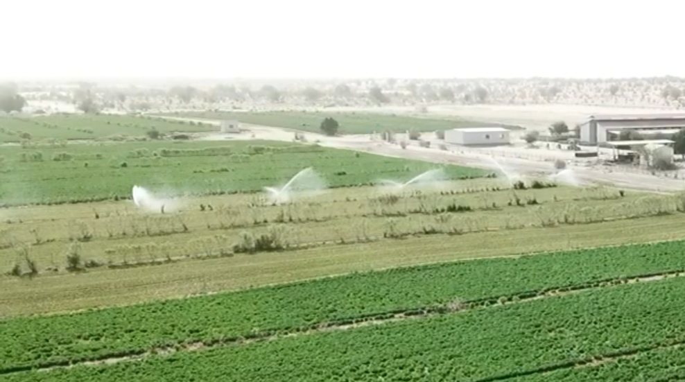 示范中心运用立柱式喷灌用于紫花苜蓿的种植。.png