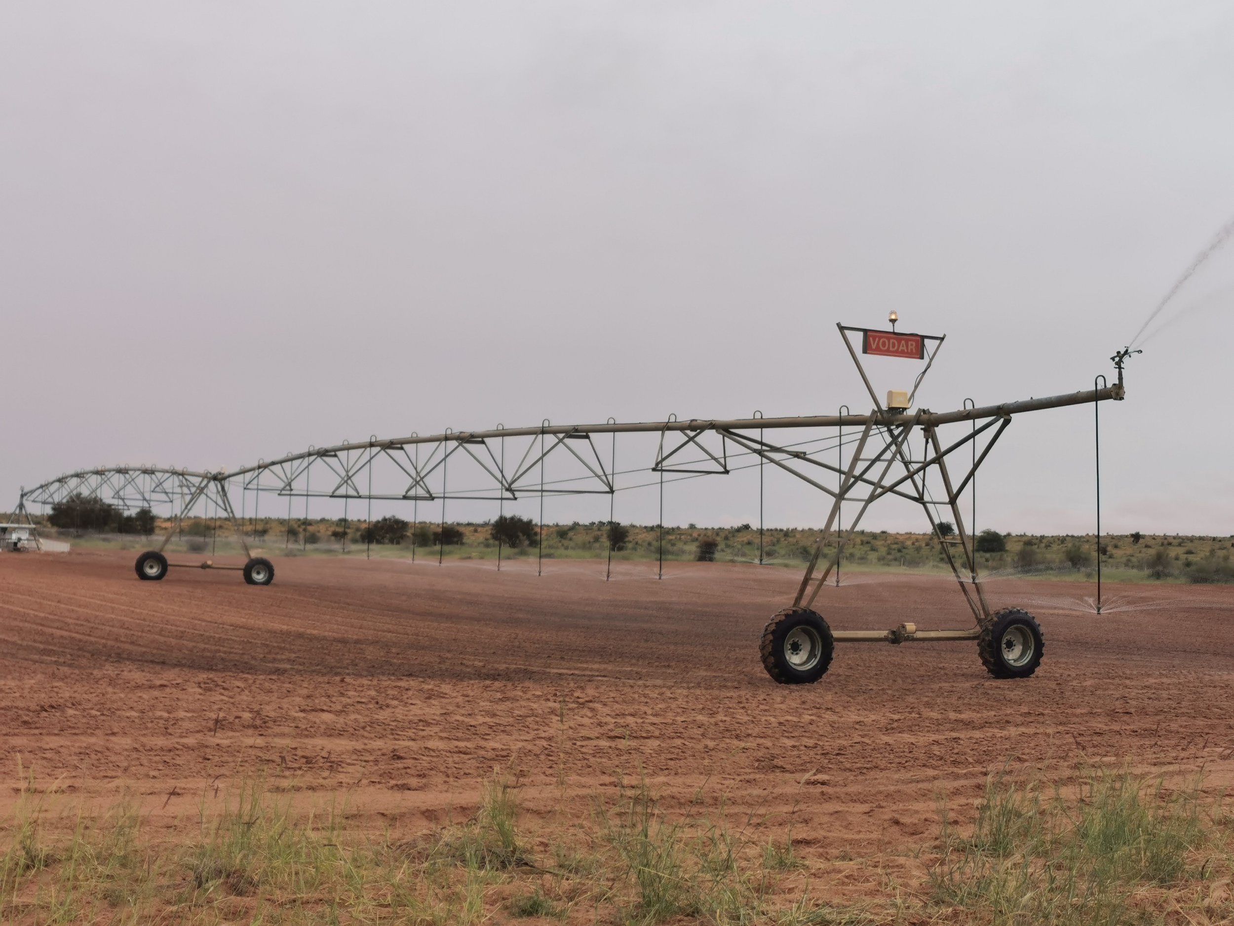 示范中心应用中国制造的中心支轴式喷灌机种植饲草料作物。图为喷灌机对刚刚进入苗期的苏丹草实施水肥一体化喷灌作业。  (4).jpg