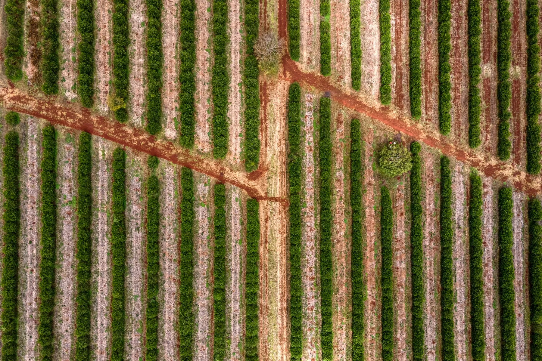 Manifest Kombucha-52.jpg