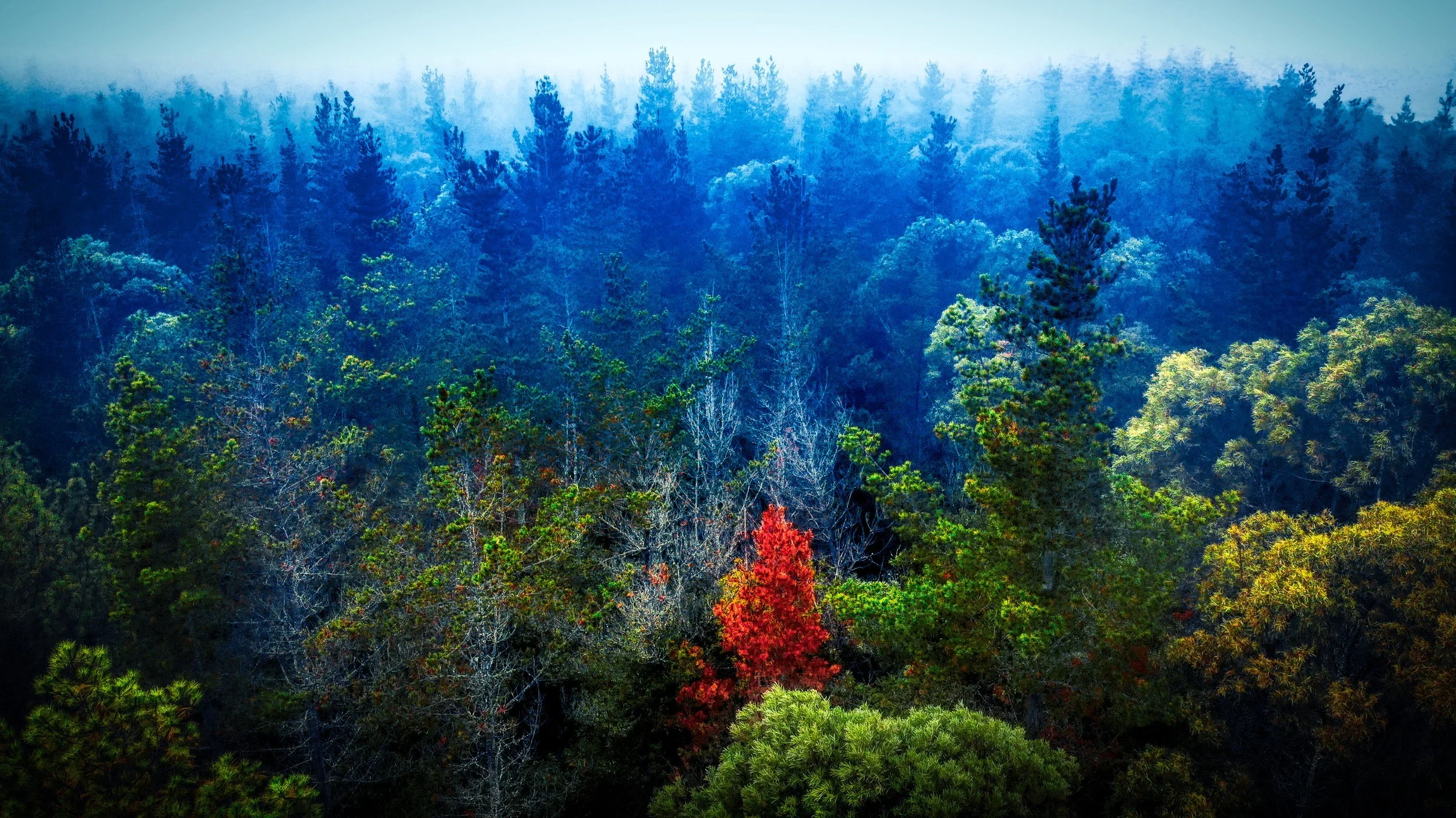 High Country Hamlets Pechey Forest.webp
