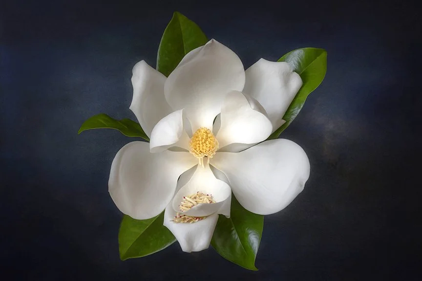 White magnolia flower against a dark painterly background.
