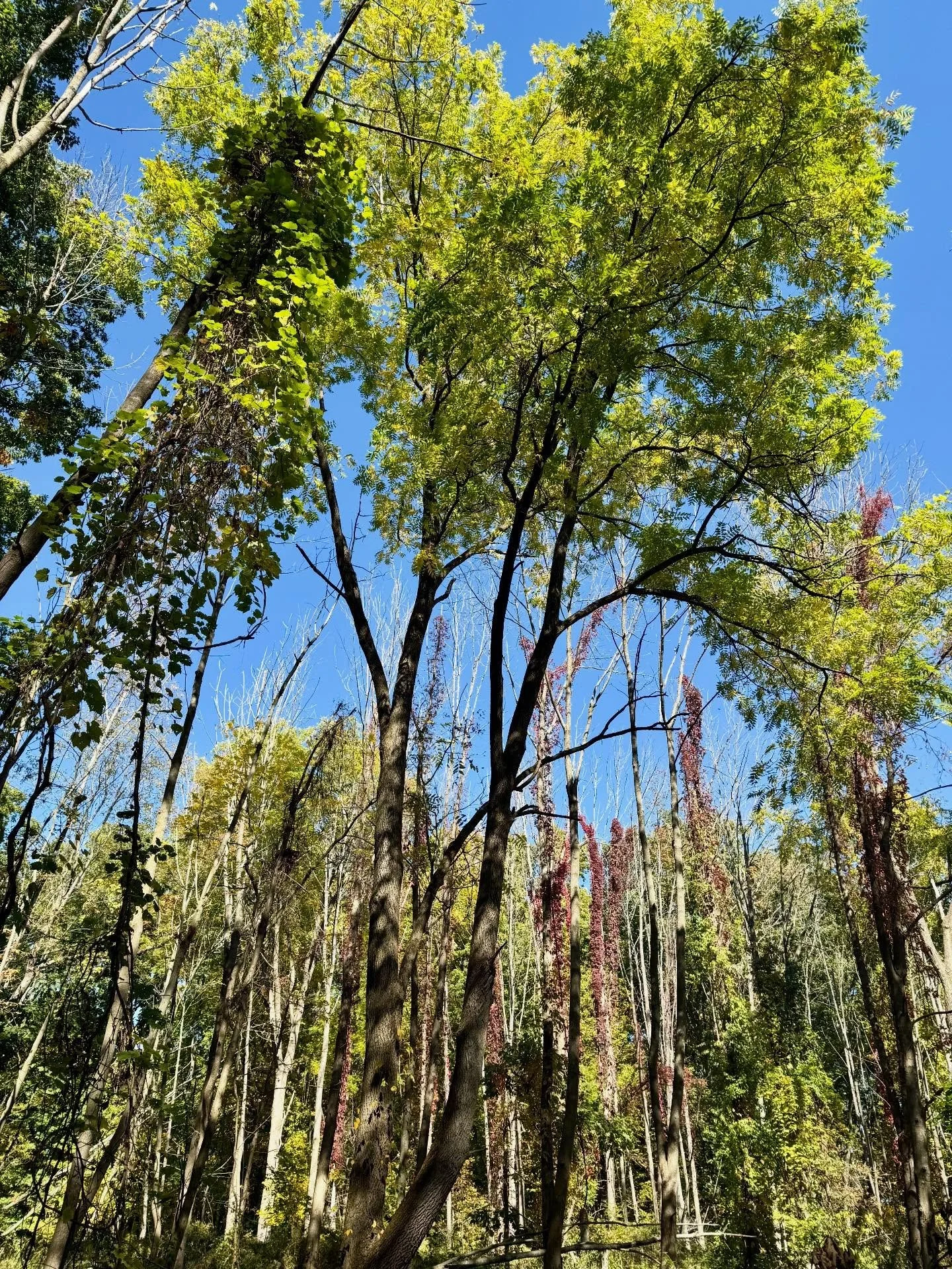 Be here now with me for just a moment.

As this year gently moves toward its close, I want to pause and offer a shared reflection&mdash;
a moment of collective gratitude for you, our community, and all that has unfolded within and around Amazing this