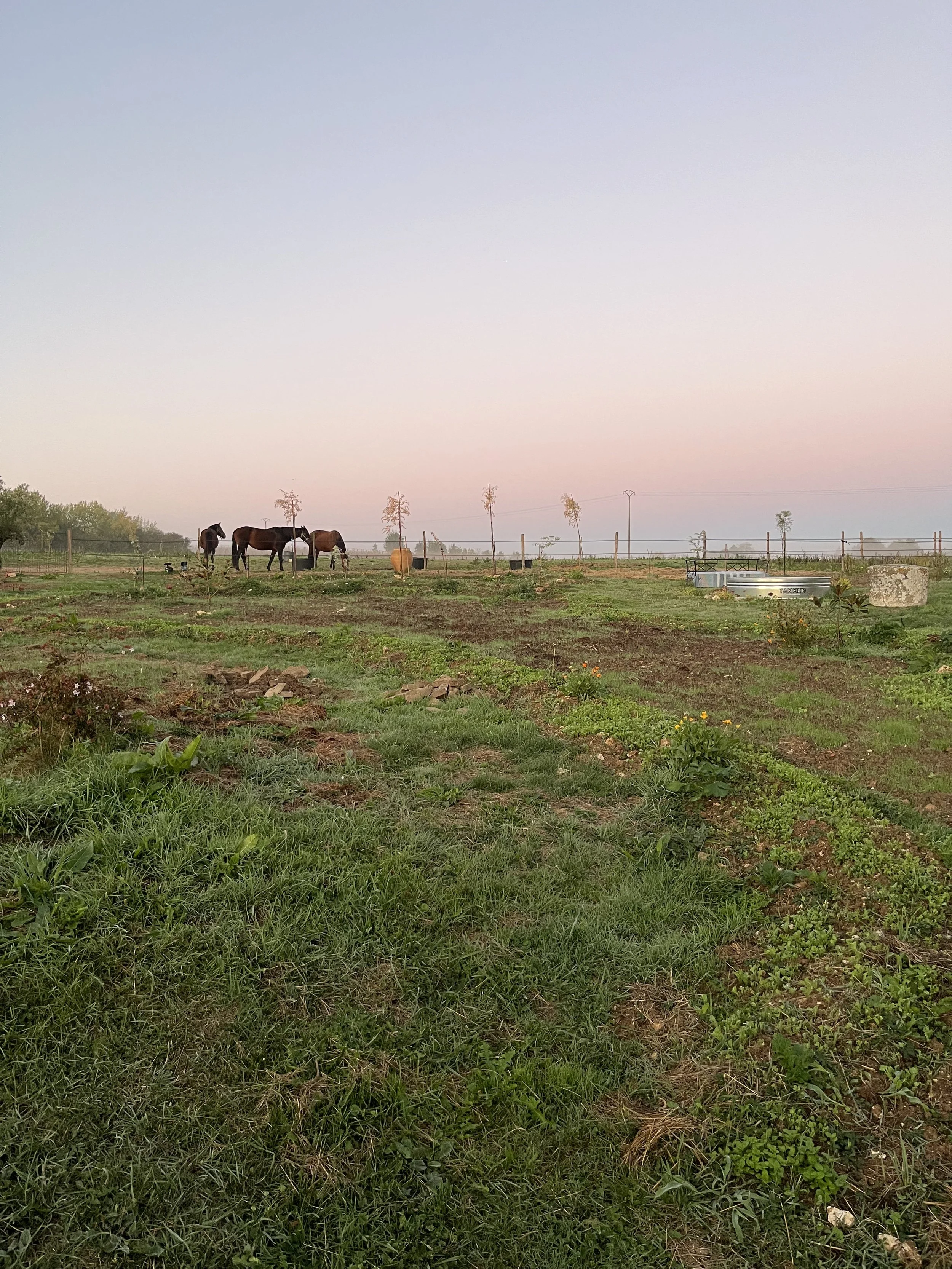 IMG_1185.jpeg