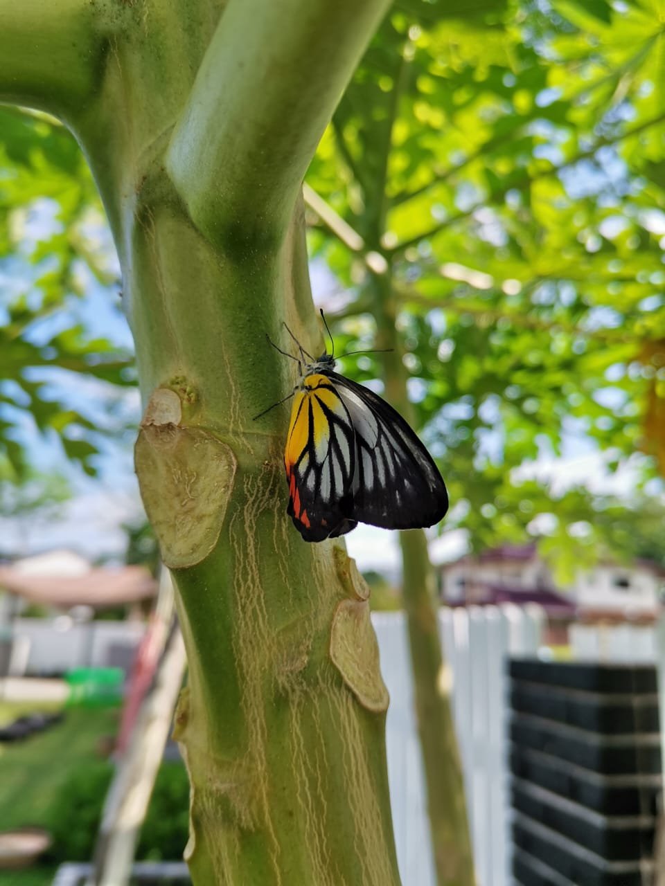 Close-up of a butterfly resting on a green tree trunk with a blurred background of green leaves and a partly cloudy sky.