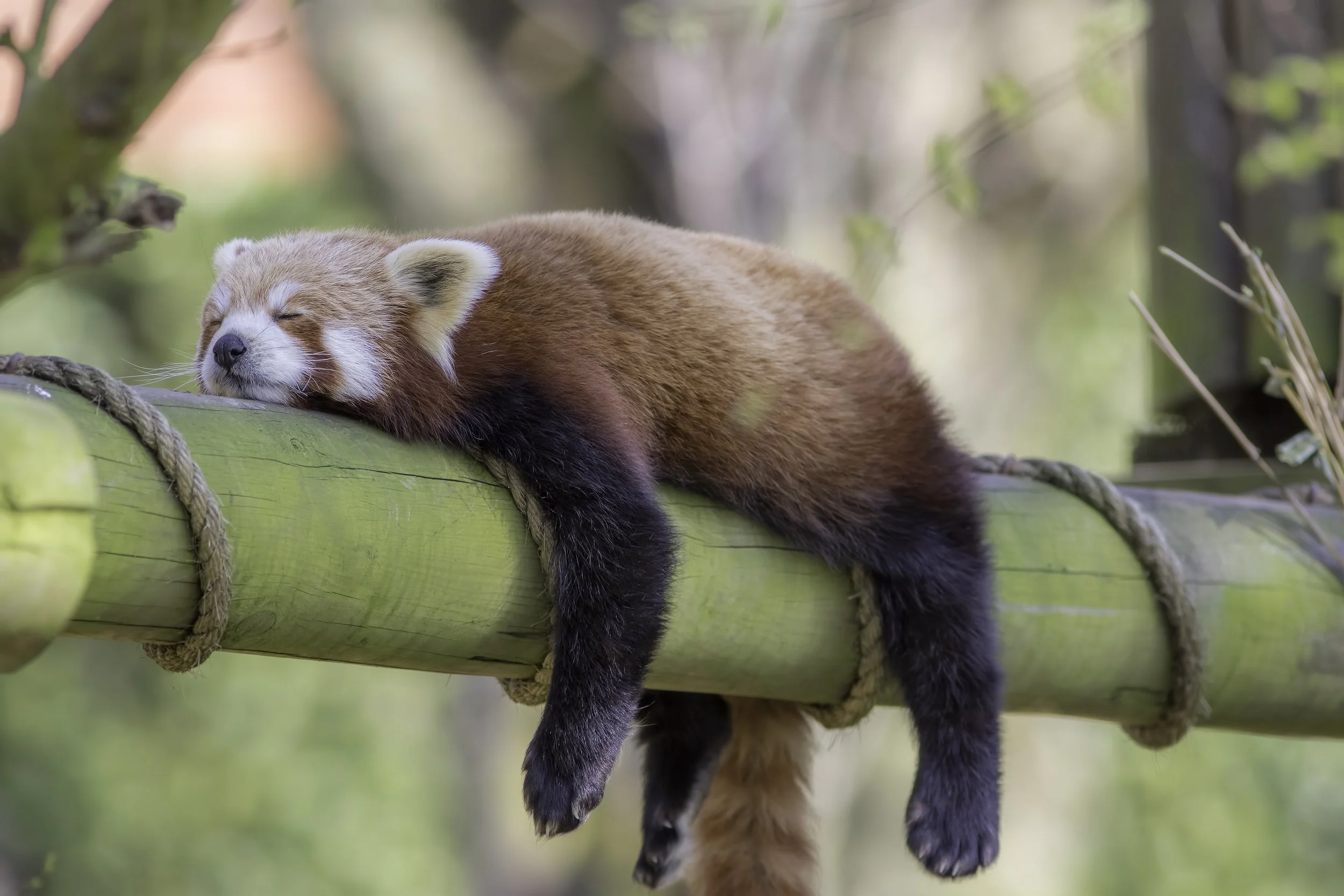 Peaceful Sleep Red Panda