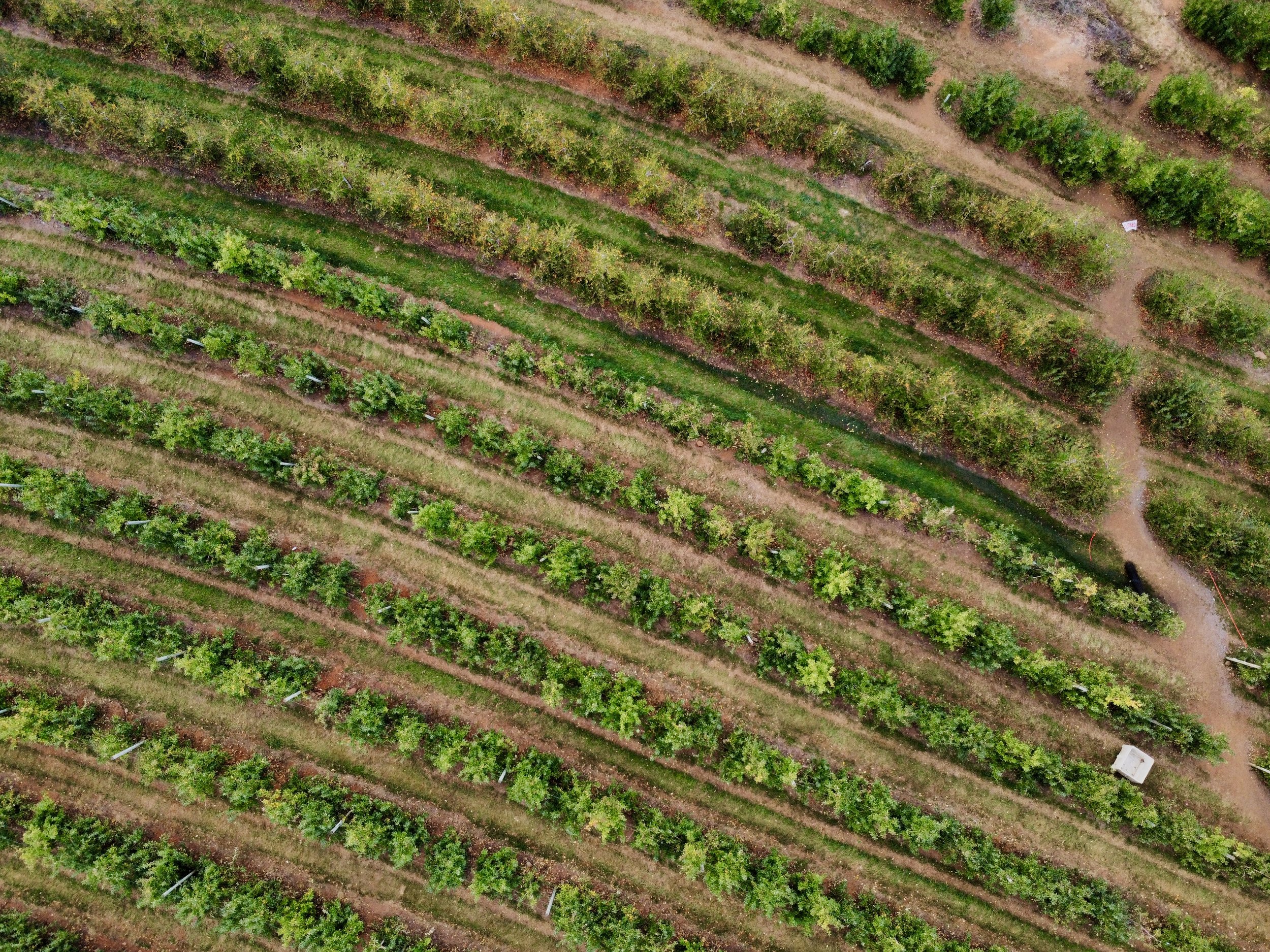 Carter Mountain Orchard, Virginia, Fall 2024