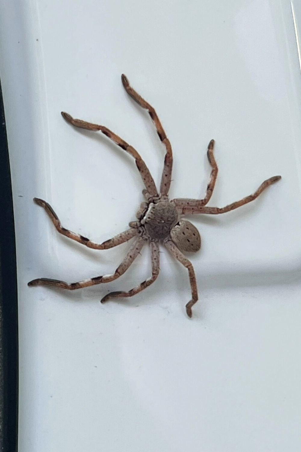 A huntsman spider on a kitchen appliance.