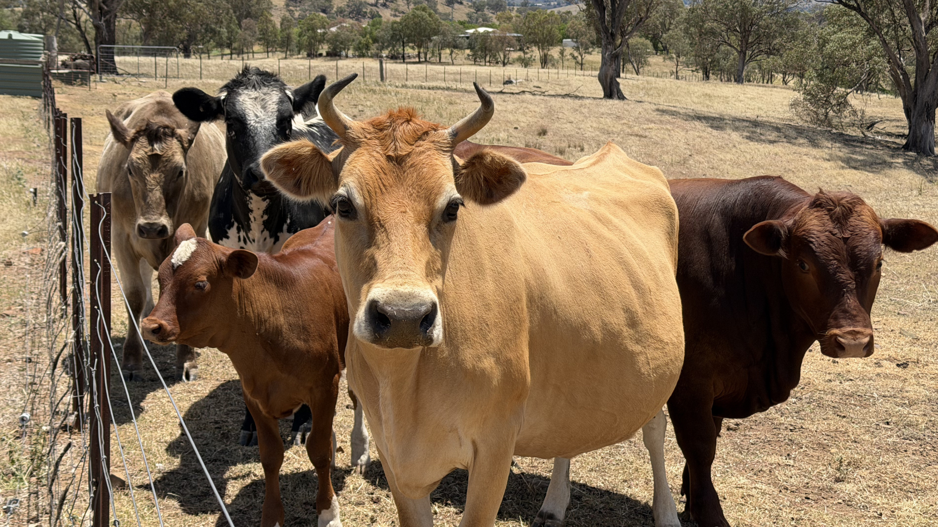 Canowindra Farm Painting &amp; Repair Project