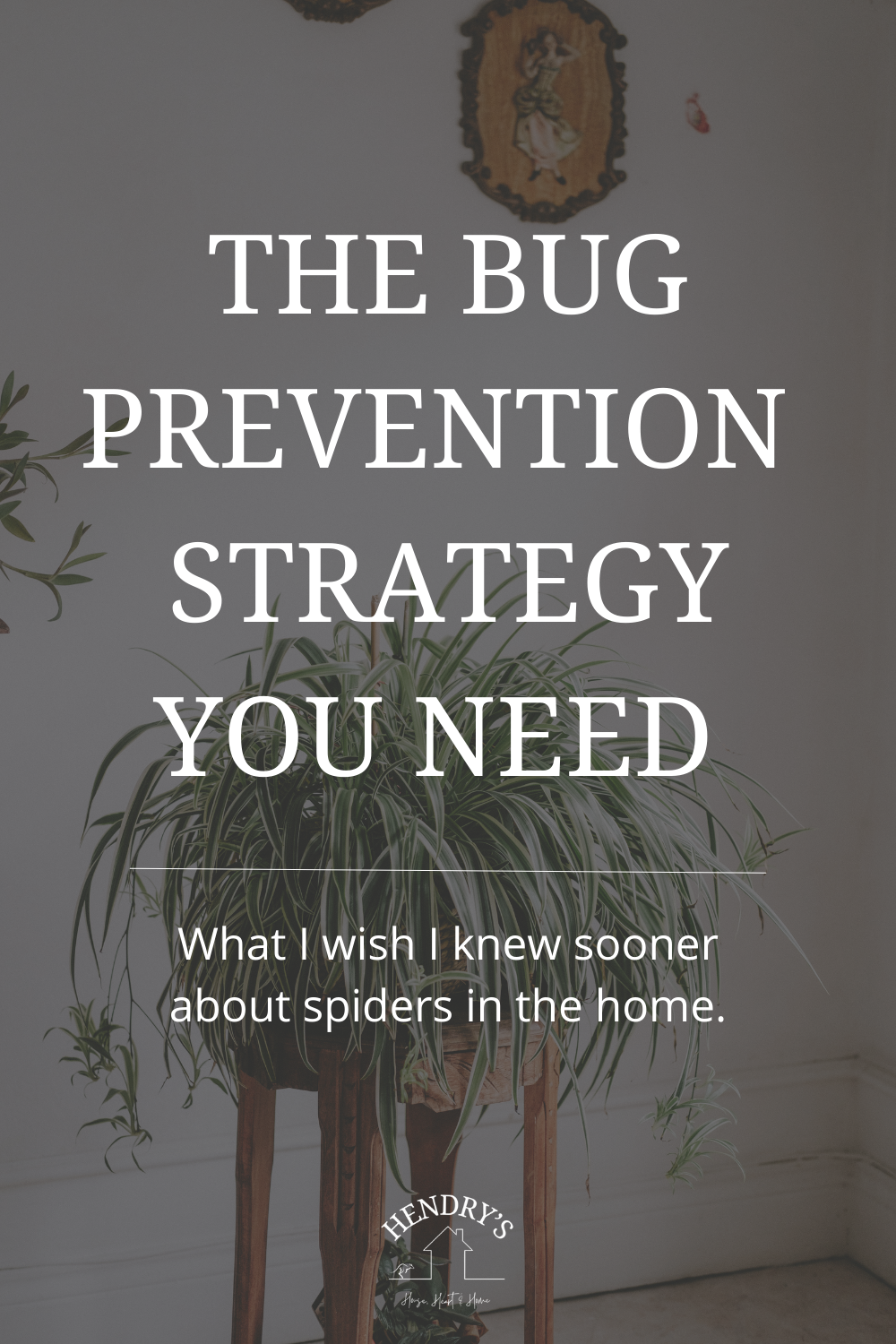 The bug prevention strategy you need: what I wish I knew sooner about spiders in the home.