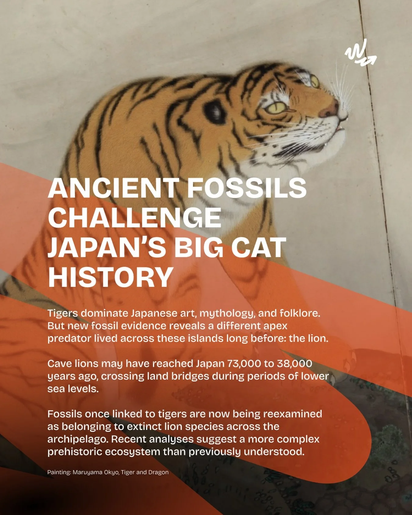 Japan's visual culture is filled with tigers, yet they were never native to the islands. New research suggests that long before these images appeared, another big cat may have lived here: the cave lion. Fossils once attributed to tigers are now being
