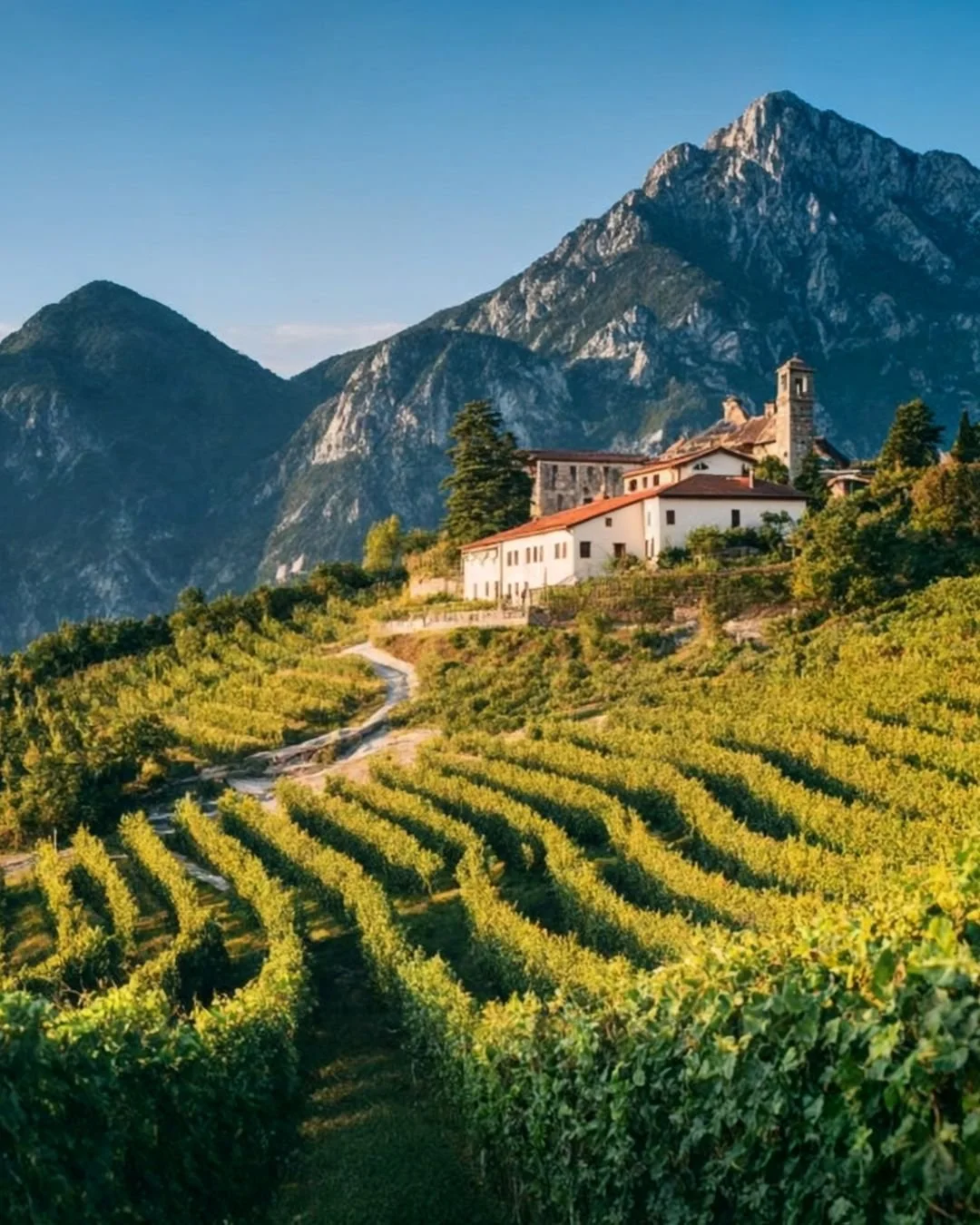 Bulk Pinot Grigio’s uit Veneto