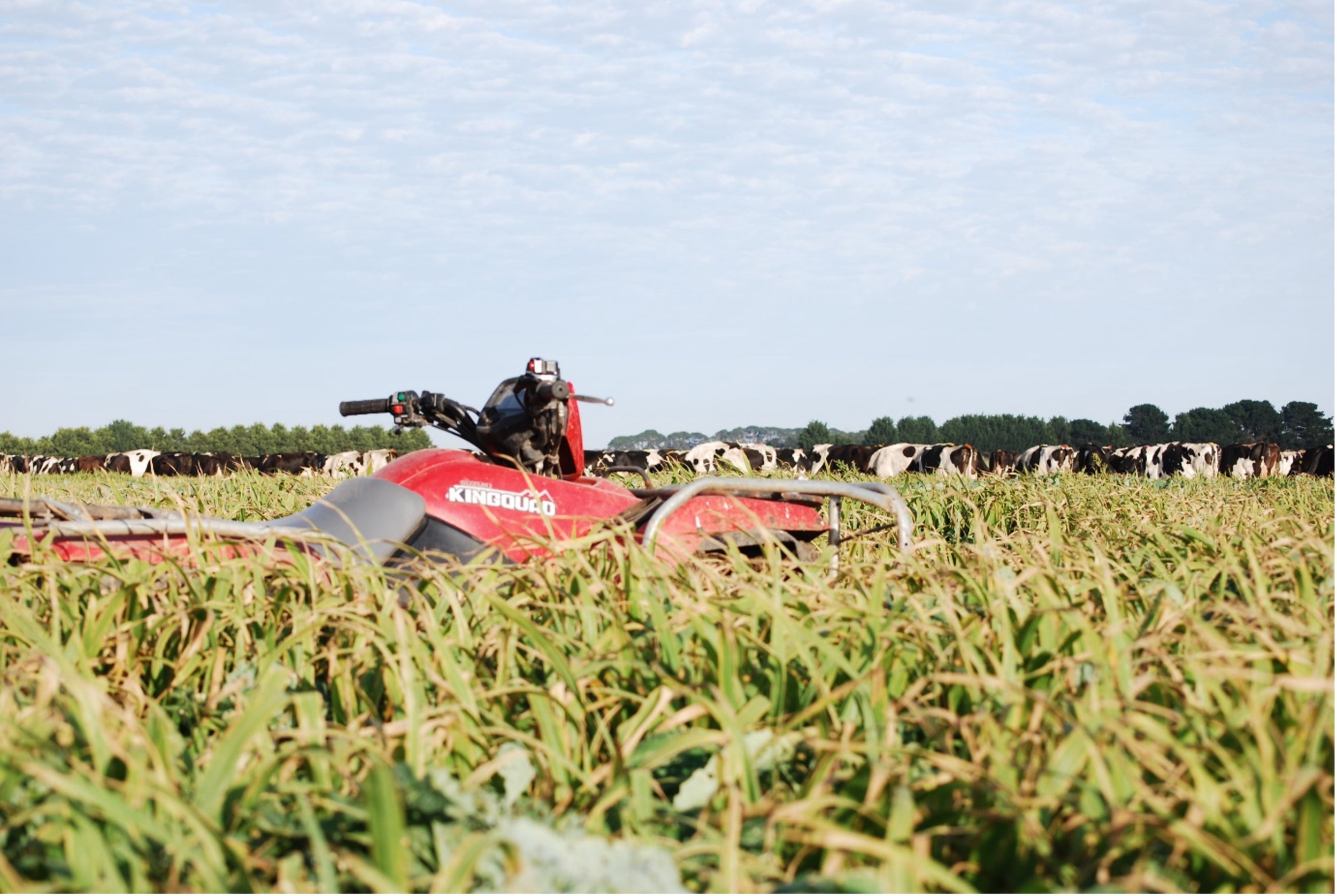 Red ATV in a farm field with cows in the background