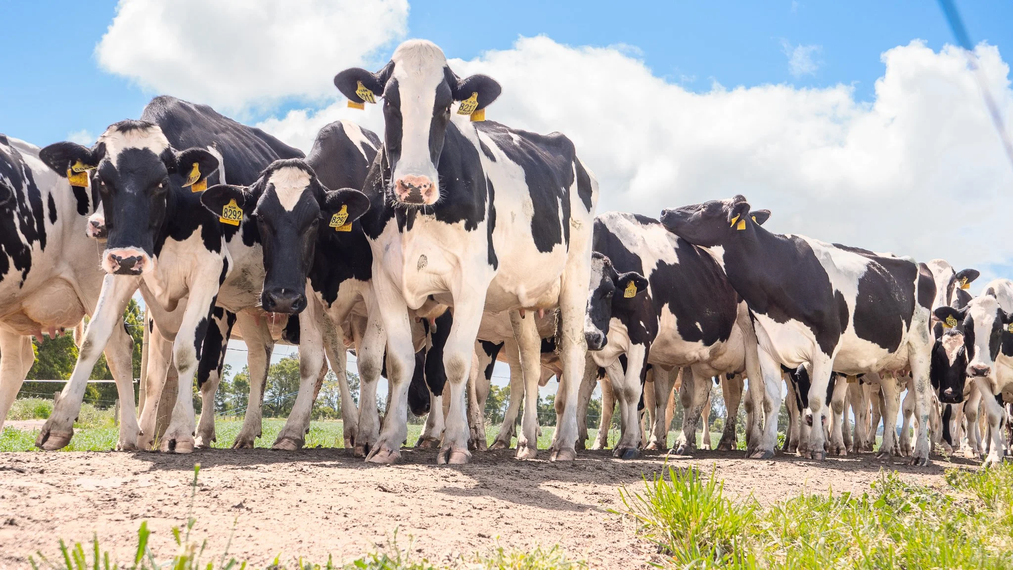 A herd of dairy cows standing on a dirt path in a grassy field with a blue sky and clouds above.. CowBank dairy herd finance.