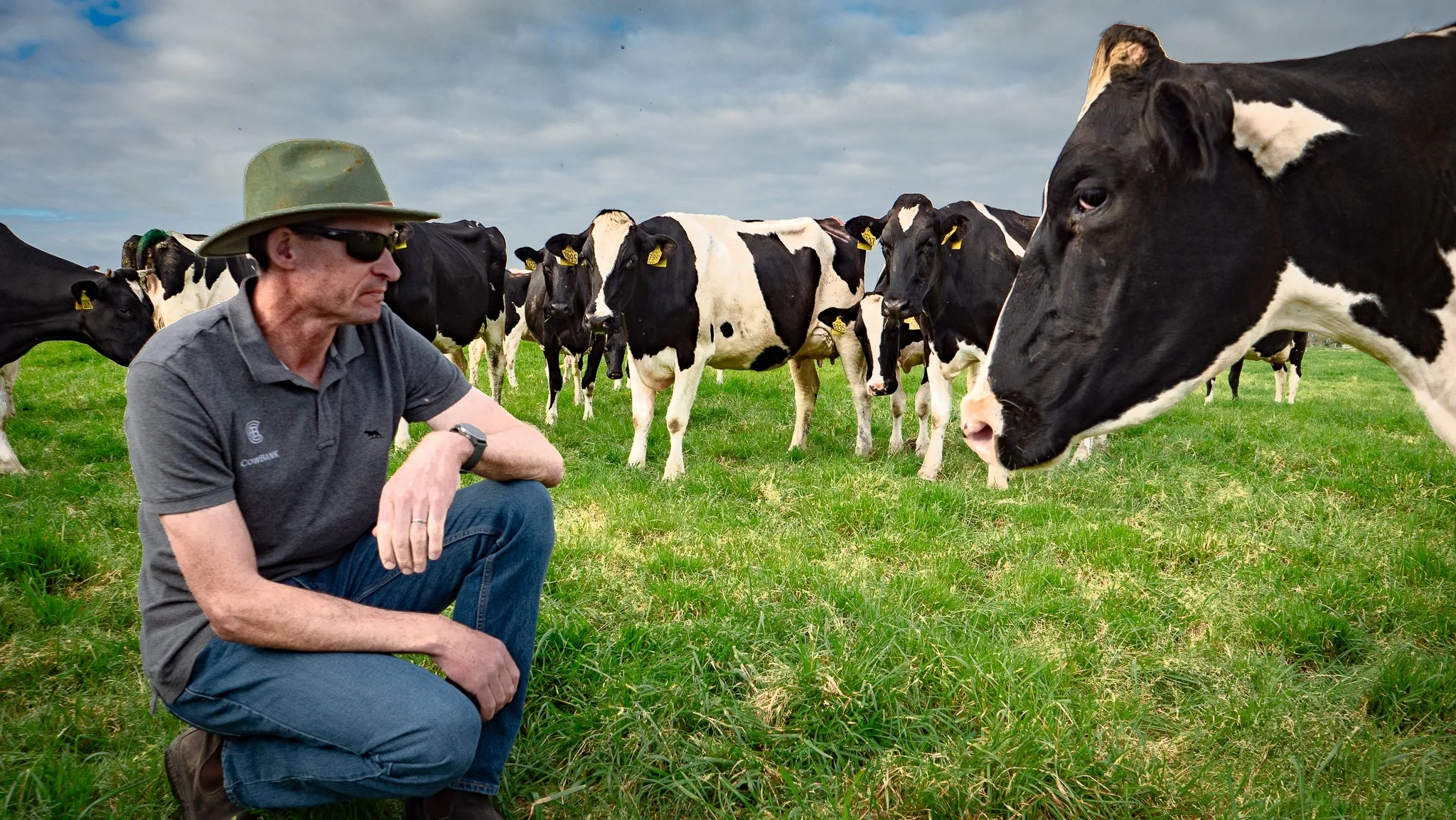 Man in hat kneeling in field with grazing black-and-white cows. CowBank dairy herd finance.