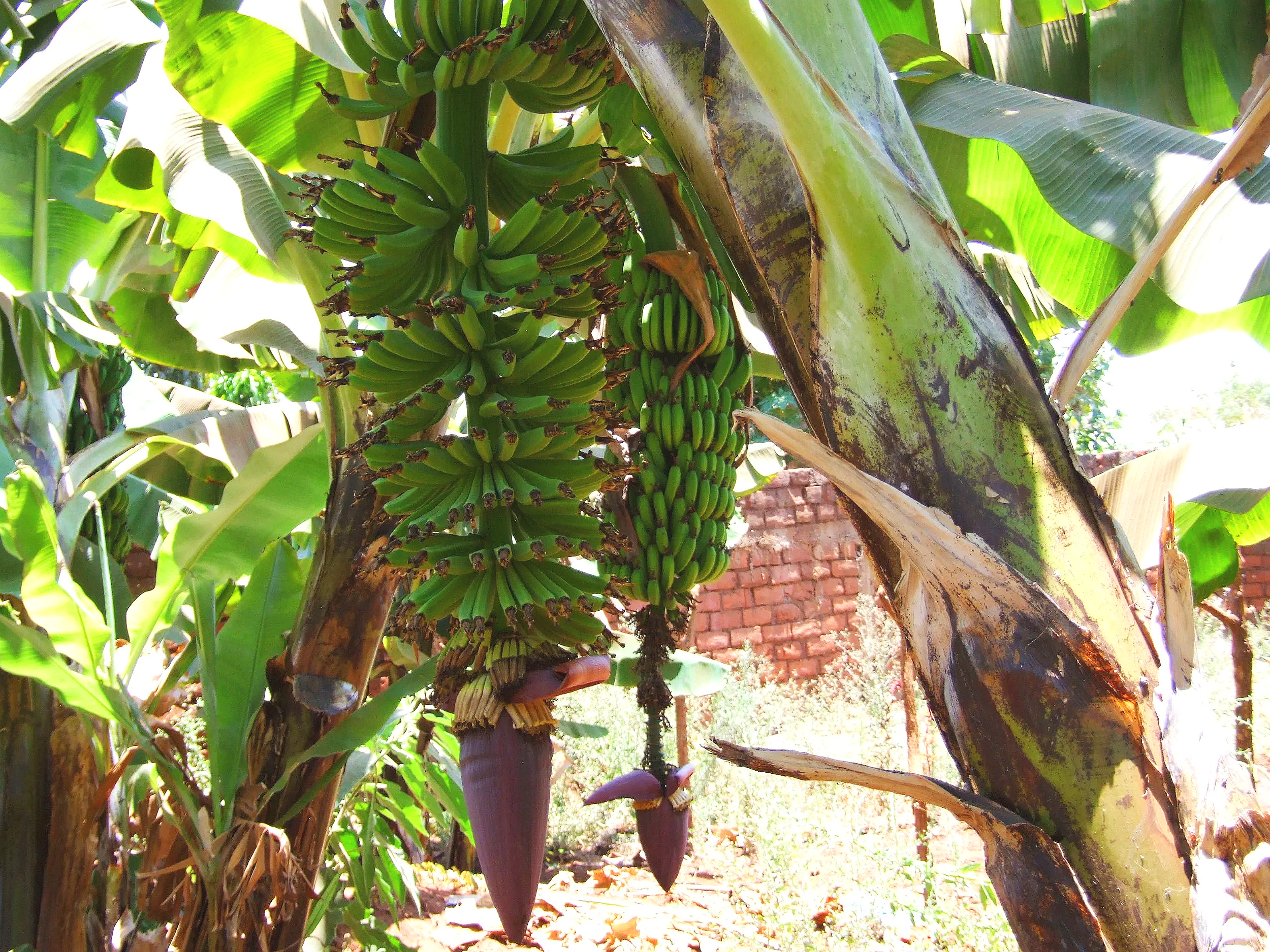 Update on Banana Project  🍌