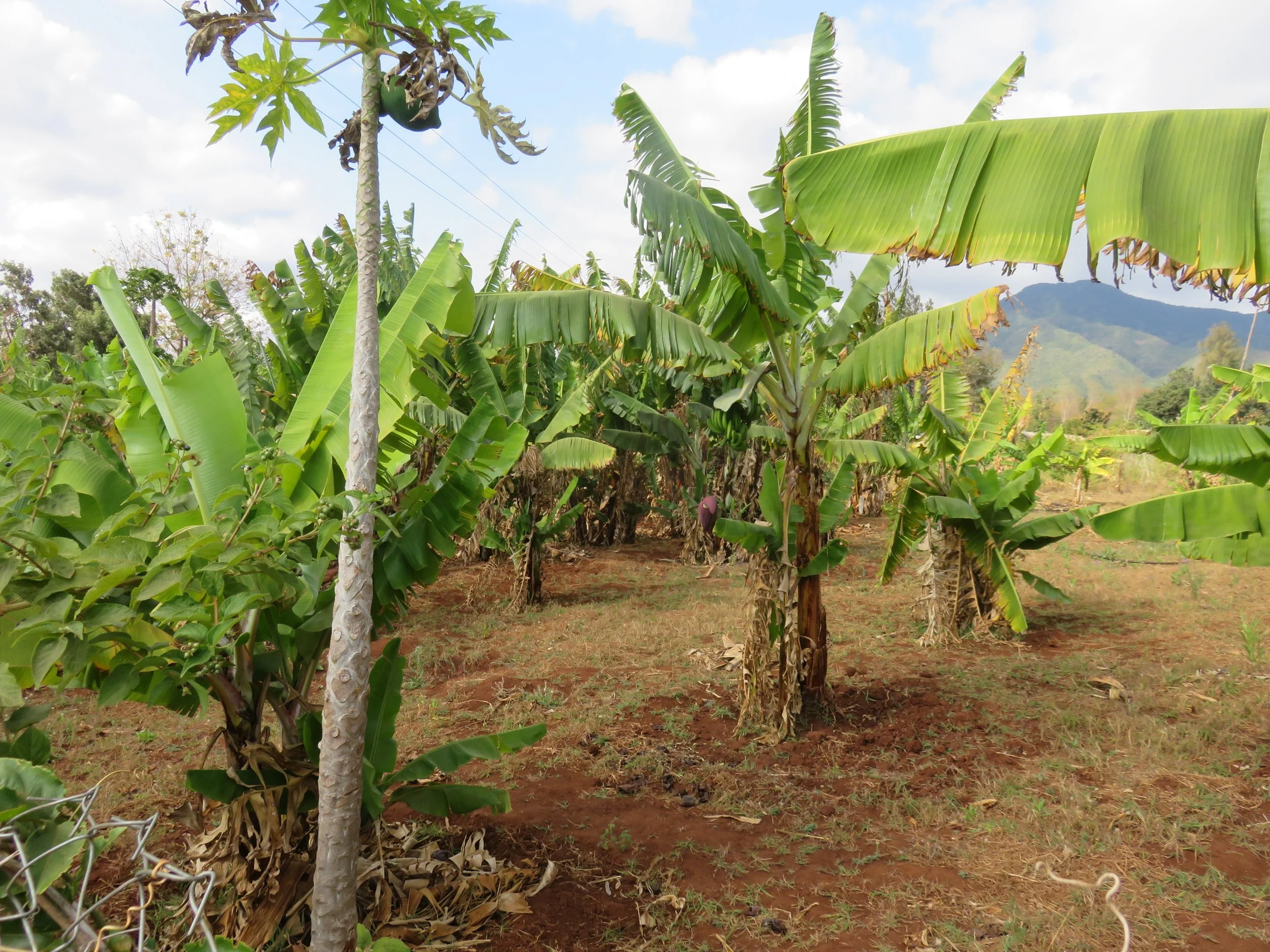 Gendi Primary School is growing its own future 🌴