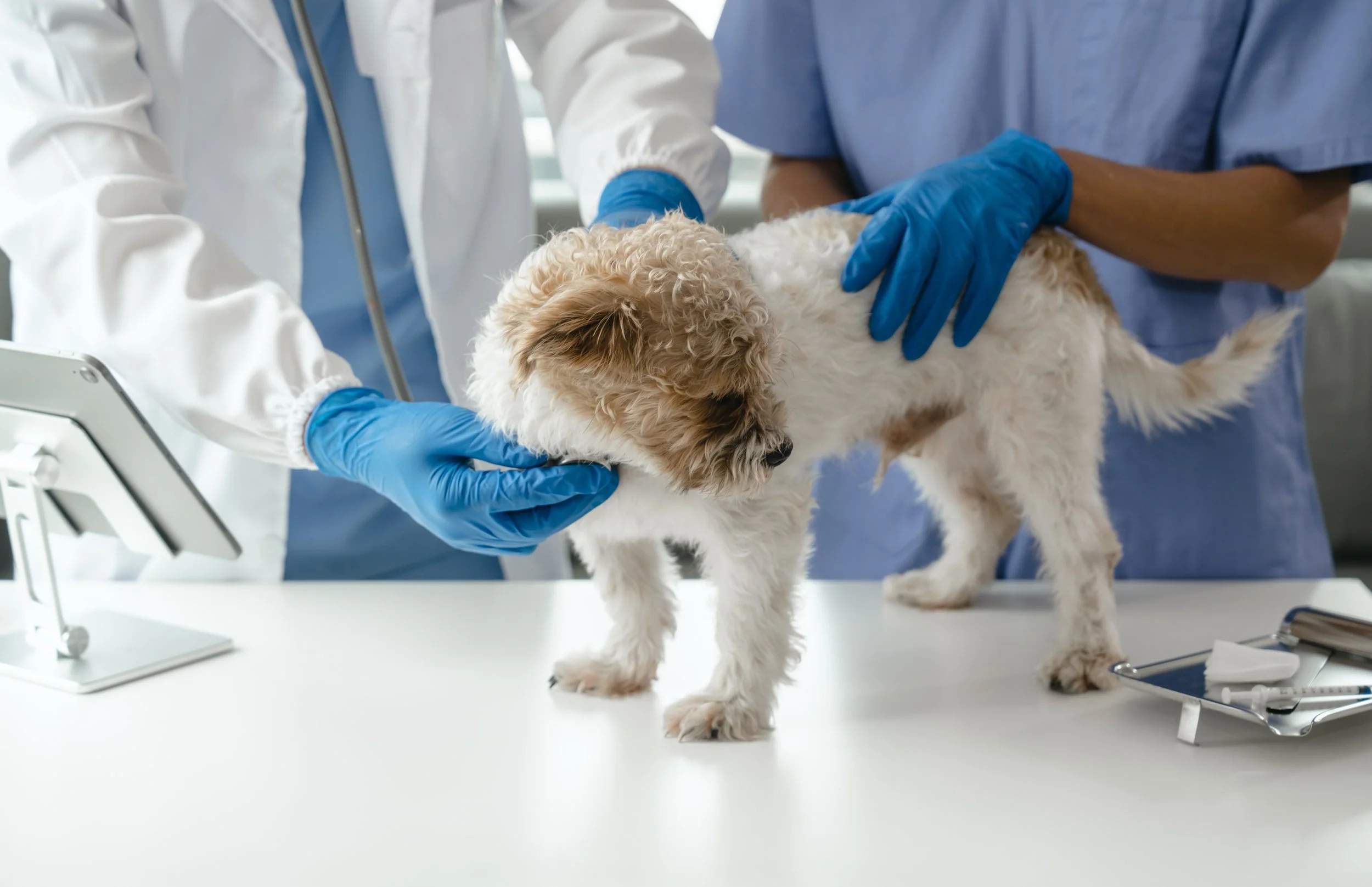 Vărsăturile la câini și pisici: Ce afecțiuni se pot ascunde în spatele lor și când să mergi la medicul veterinar