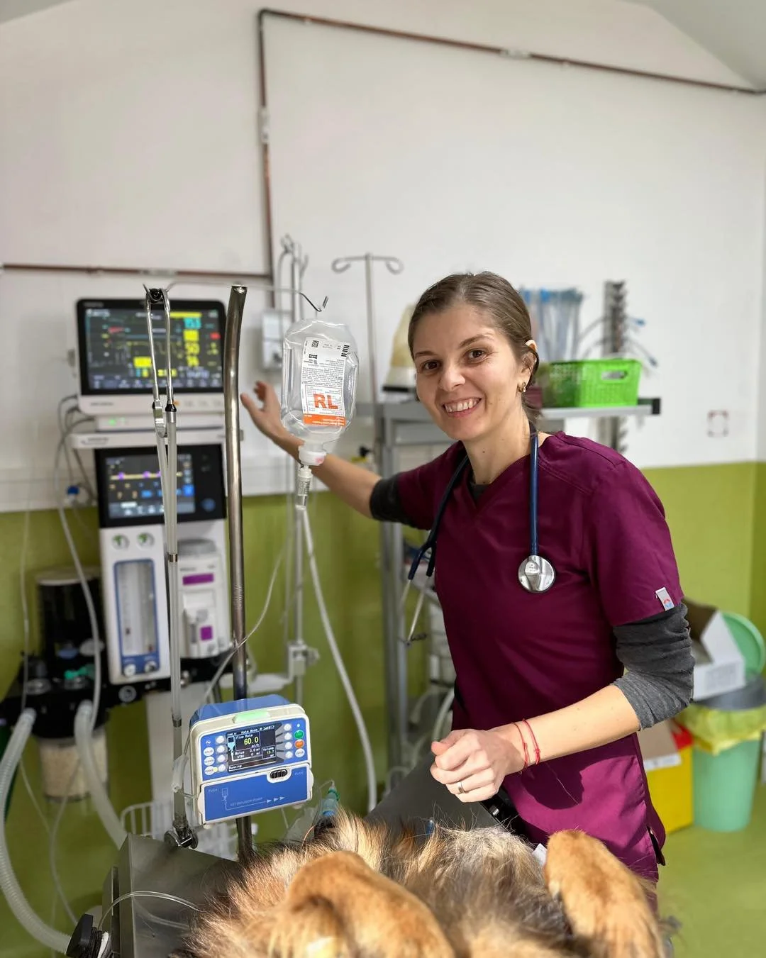 Anestezia generală la câini și pisici: tot ce trebuie să știi pentru siguranța animalului tău