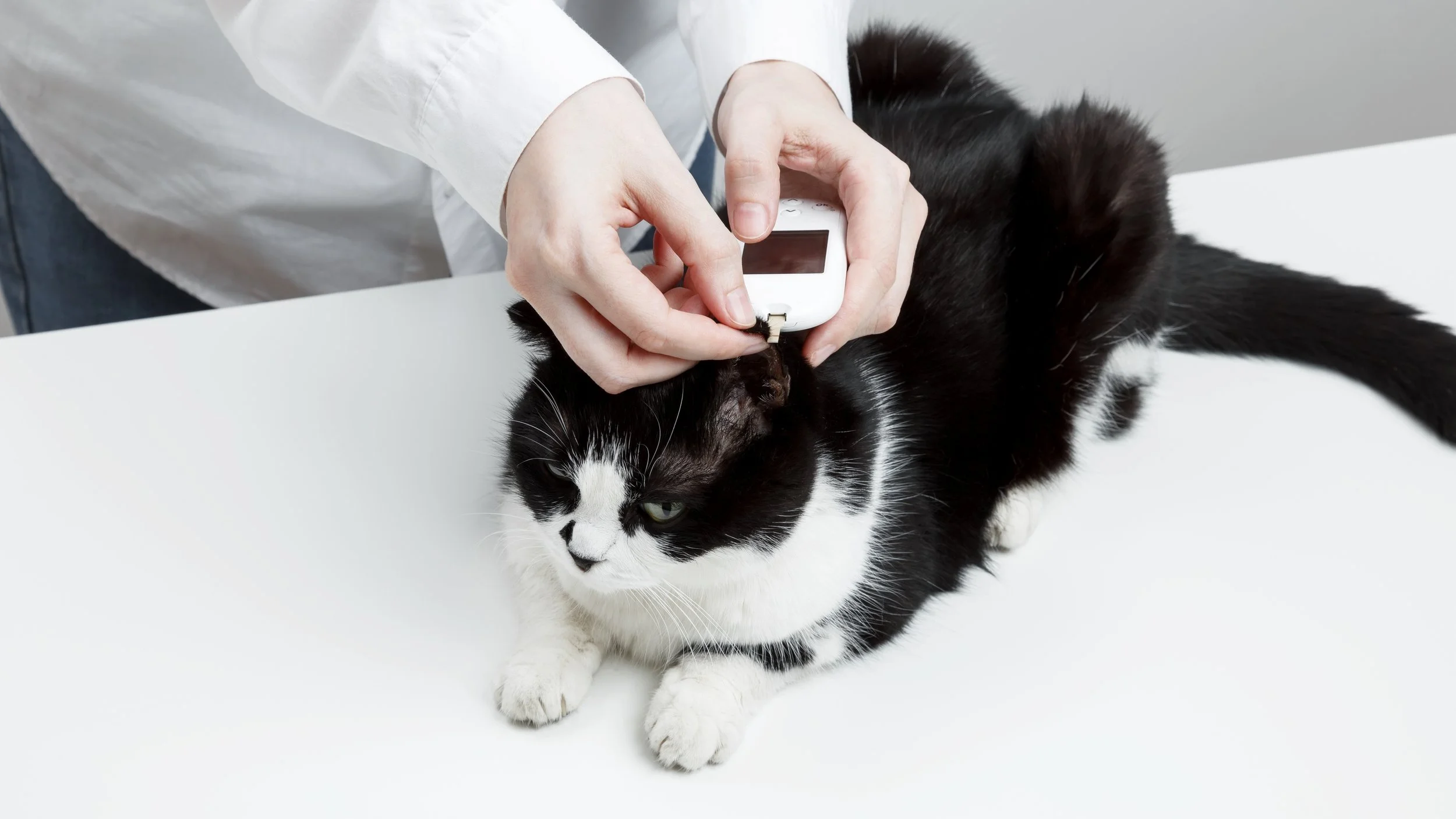 Diabetul la câini și pisici