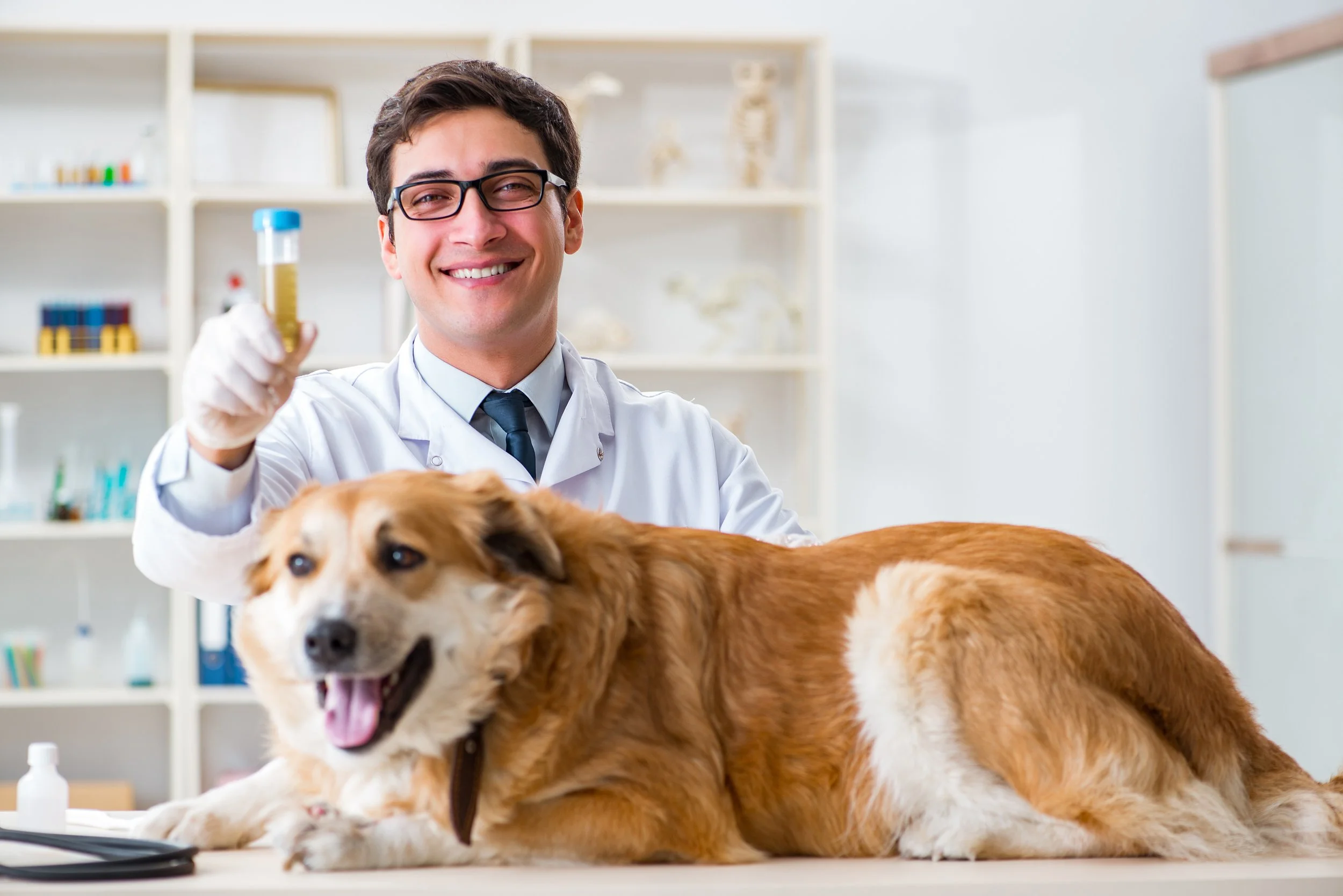 Tot ce trebuie să știi despre analiza de urină la animalele de companie: Rolul fiecărui parametru!