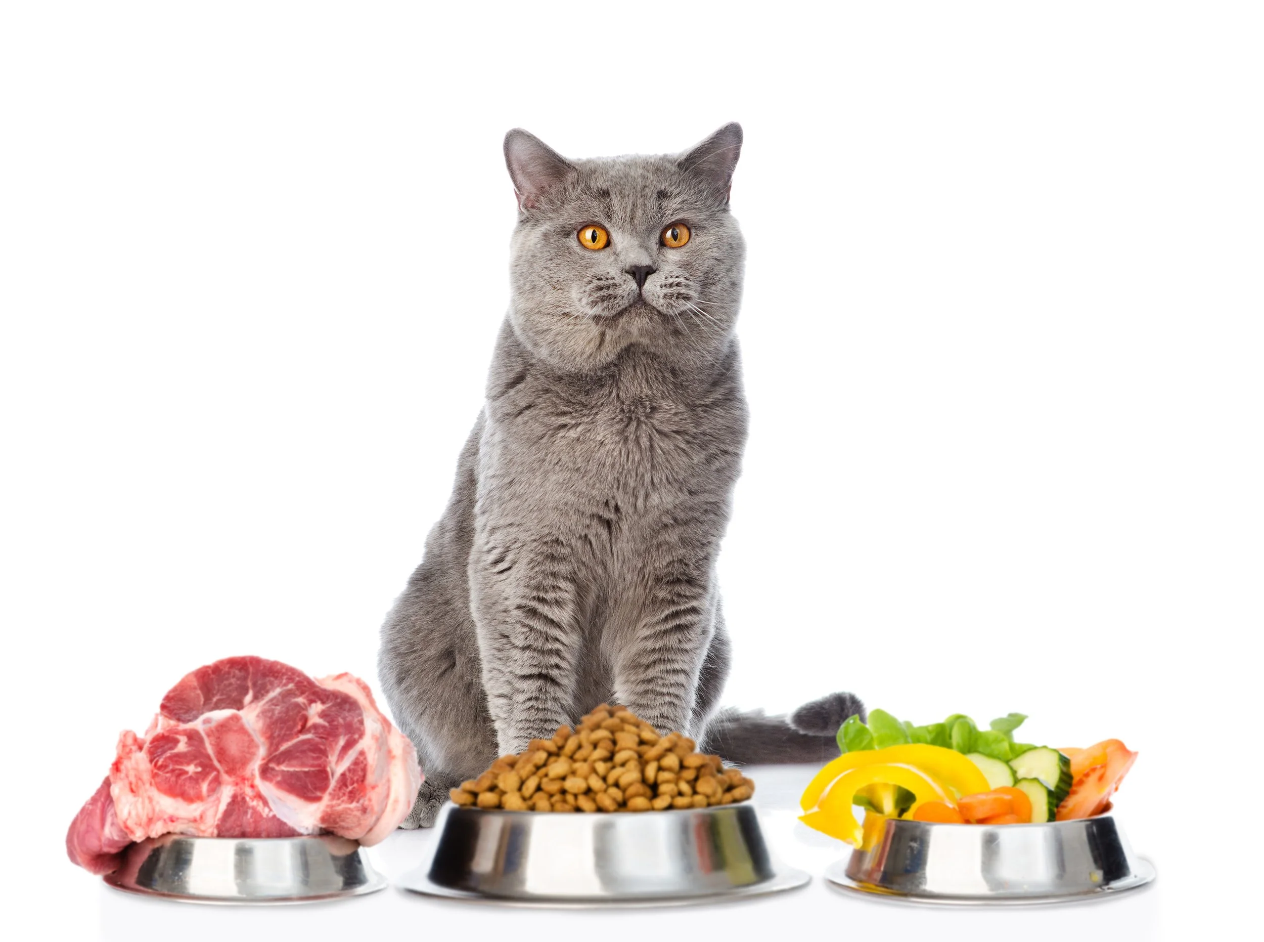 Nutriția la Animalele de Companie: Cum Asigurăm Sănătatea Câinilor și Pisicilor pe Termen Lung