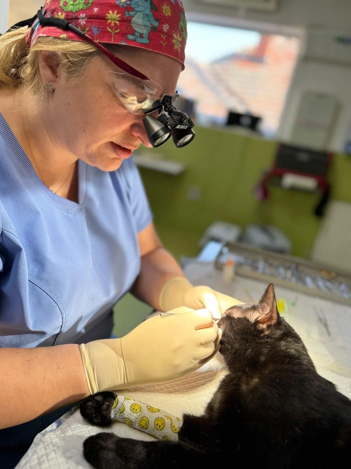 Semne că animalul tău are probleme oculare – ghid complet pentru stăpâni atenți