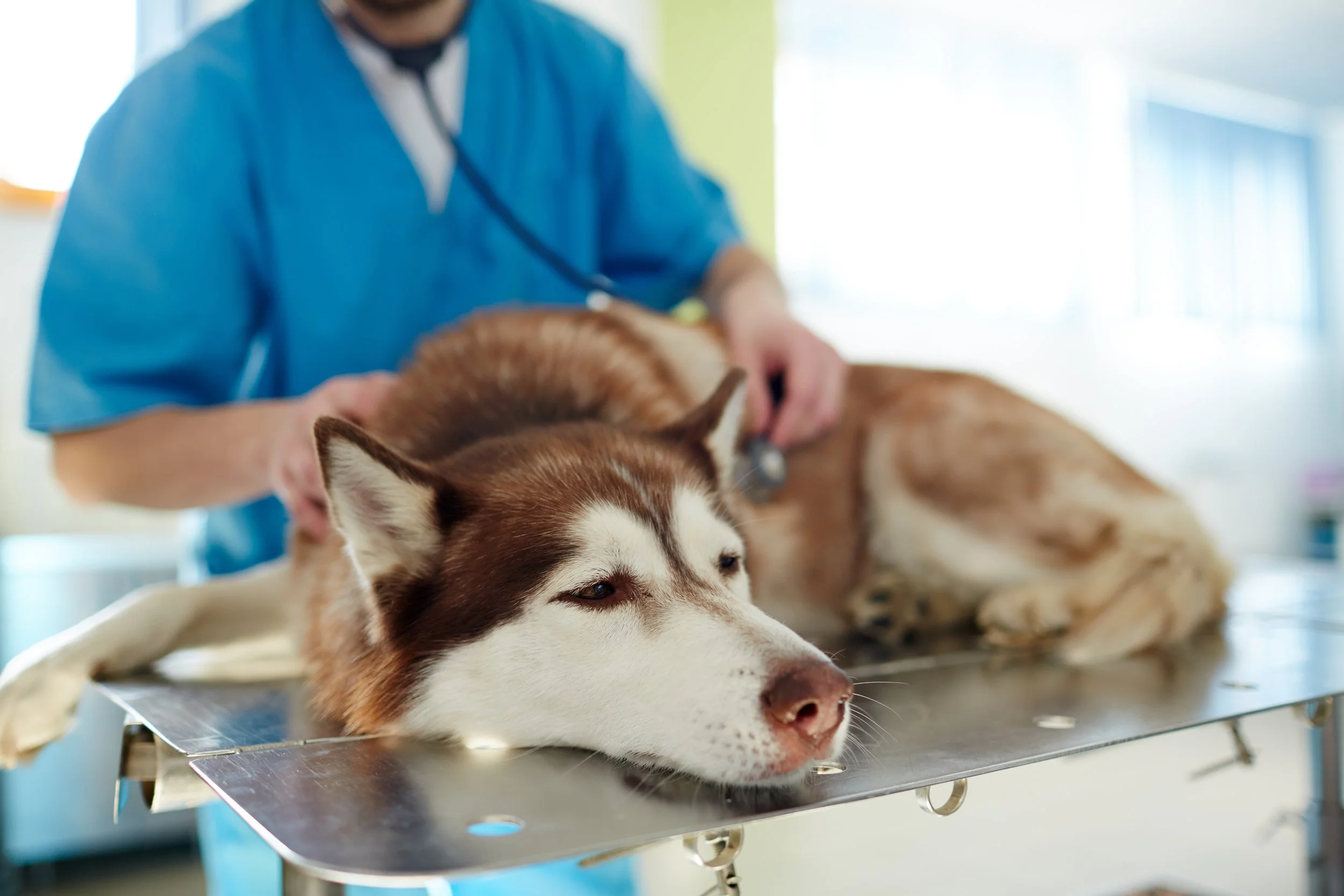 Diferența dintre boala renală cronică și afectarea renală acută la animale