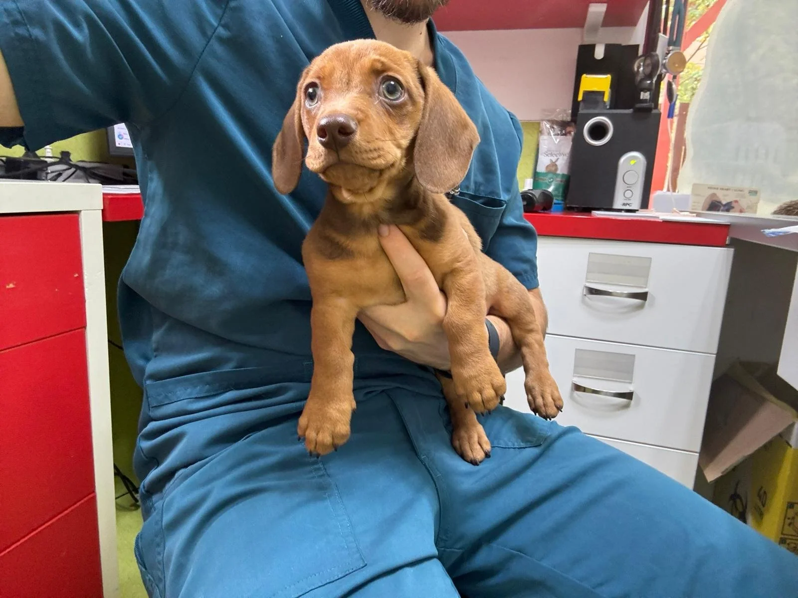 Deparazitarea de toamnă la câini și pisici. Ghid complet pentru aparținătorii responsabili