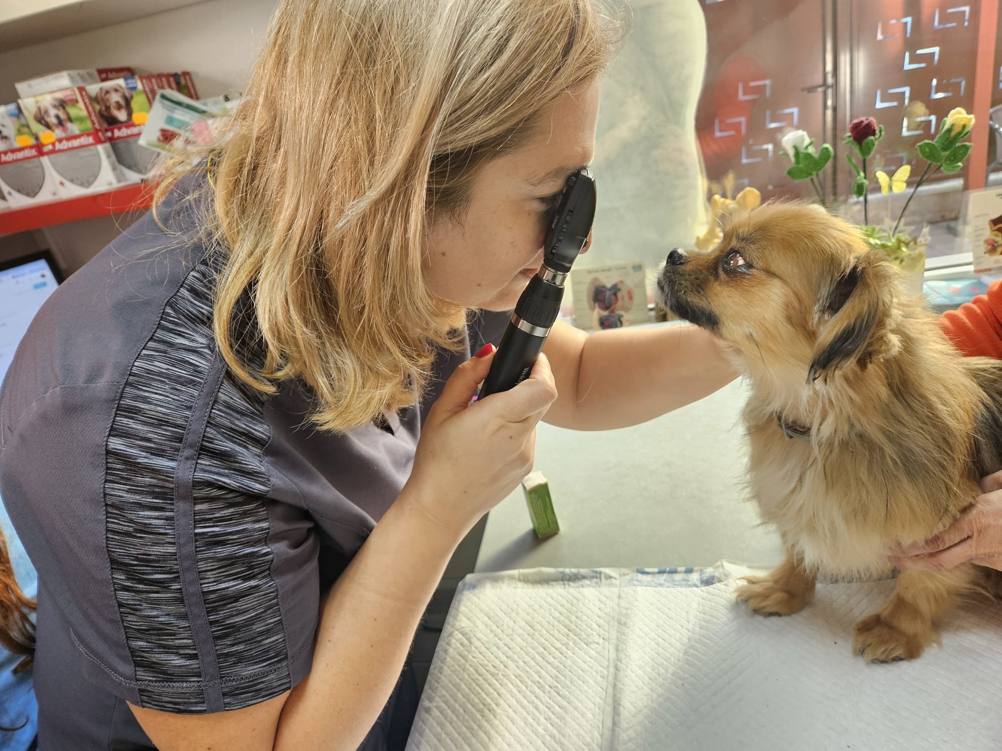 De ce este important un control oftalmologic veterinar chiar și când nu vezi semne evidente