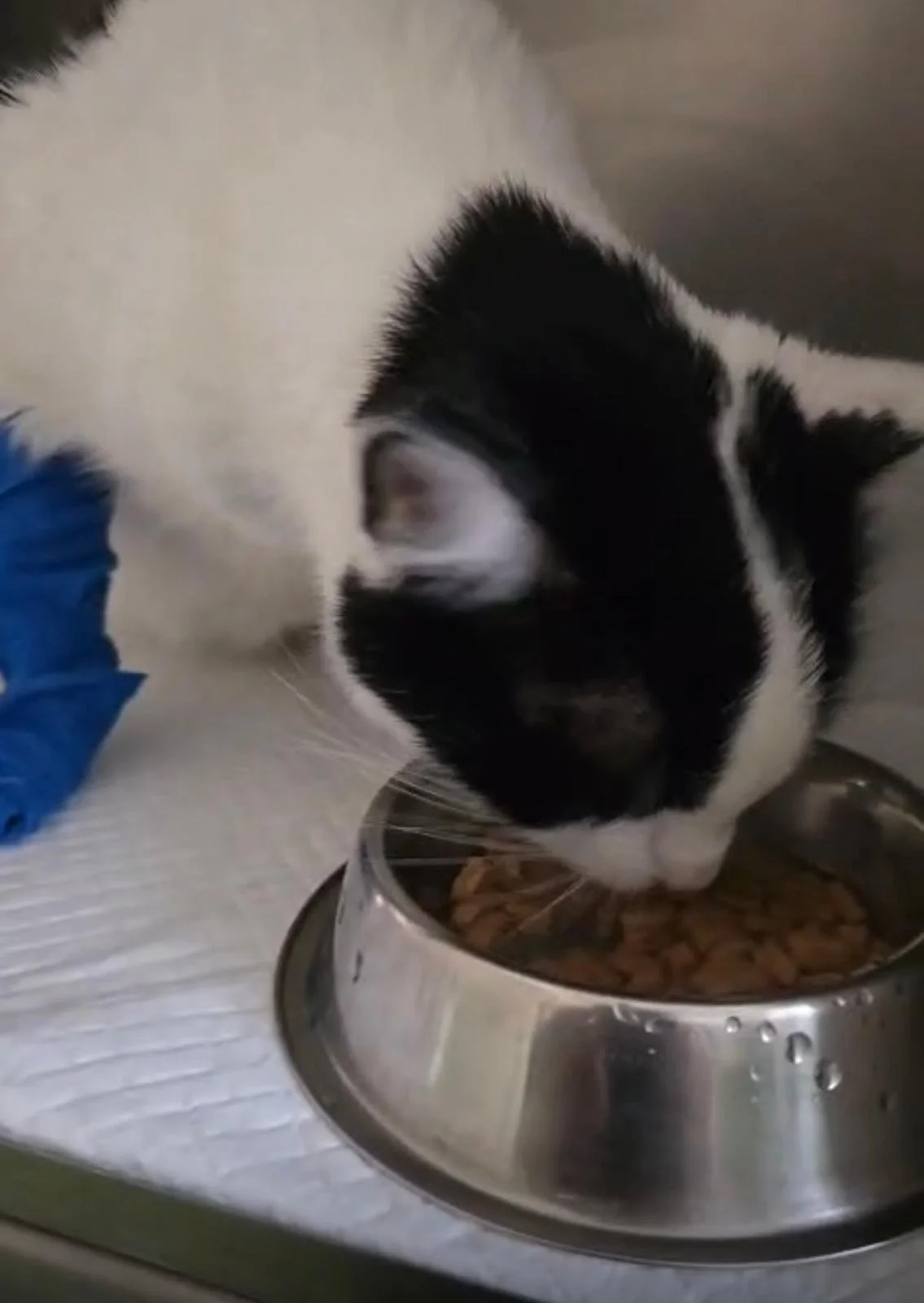 Cum alegi hrana potrivită pentru animalul tău?