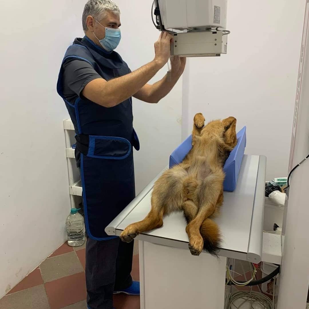 Radiografie veterinară: ce este, când se recomandă și de ce este esențială pentru un diagnostic corect