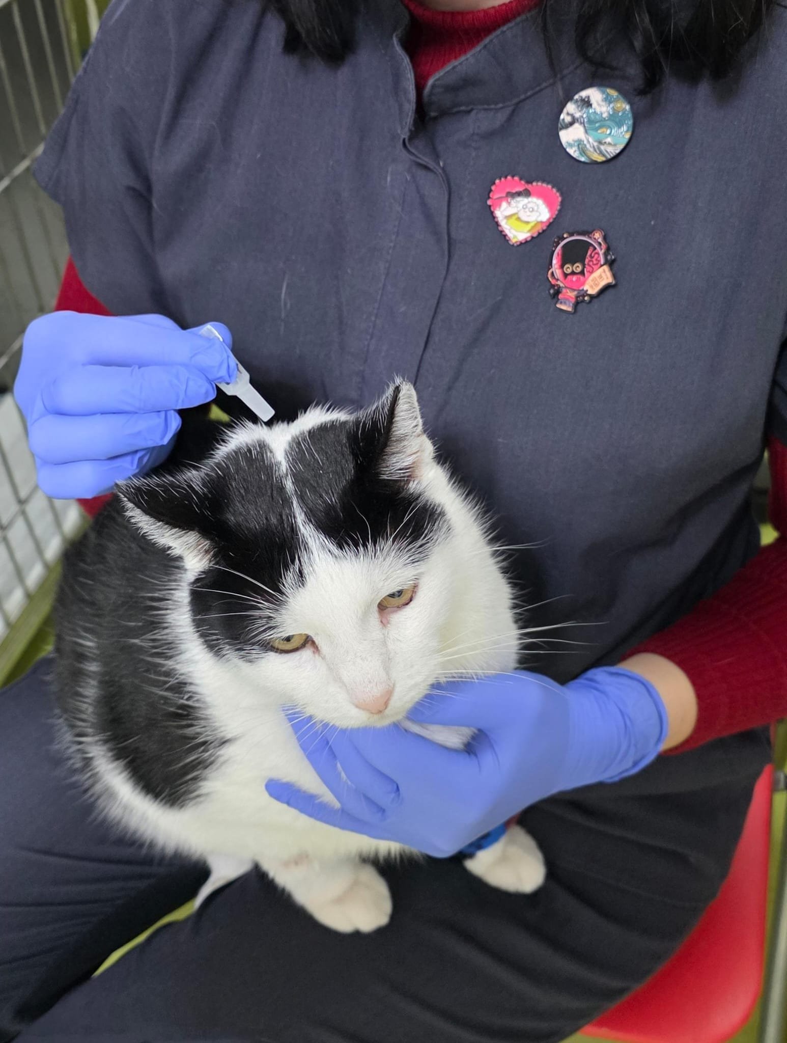 Deparazitarea sezonieră versus deparazitarea pe tot parcursul anului: avantaje, beneficii și diferențe