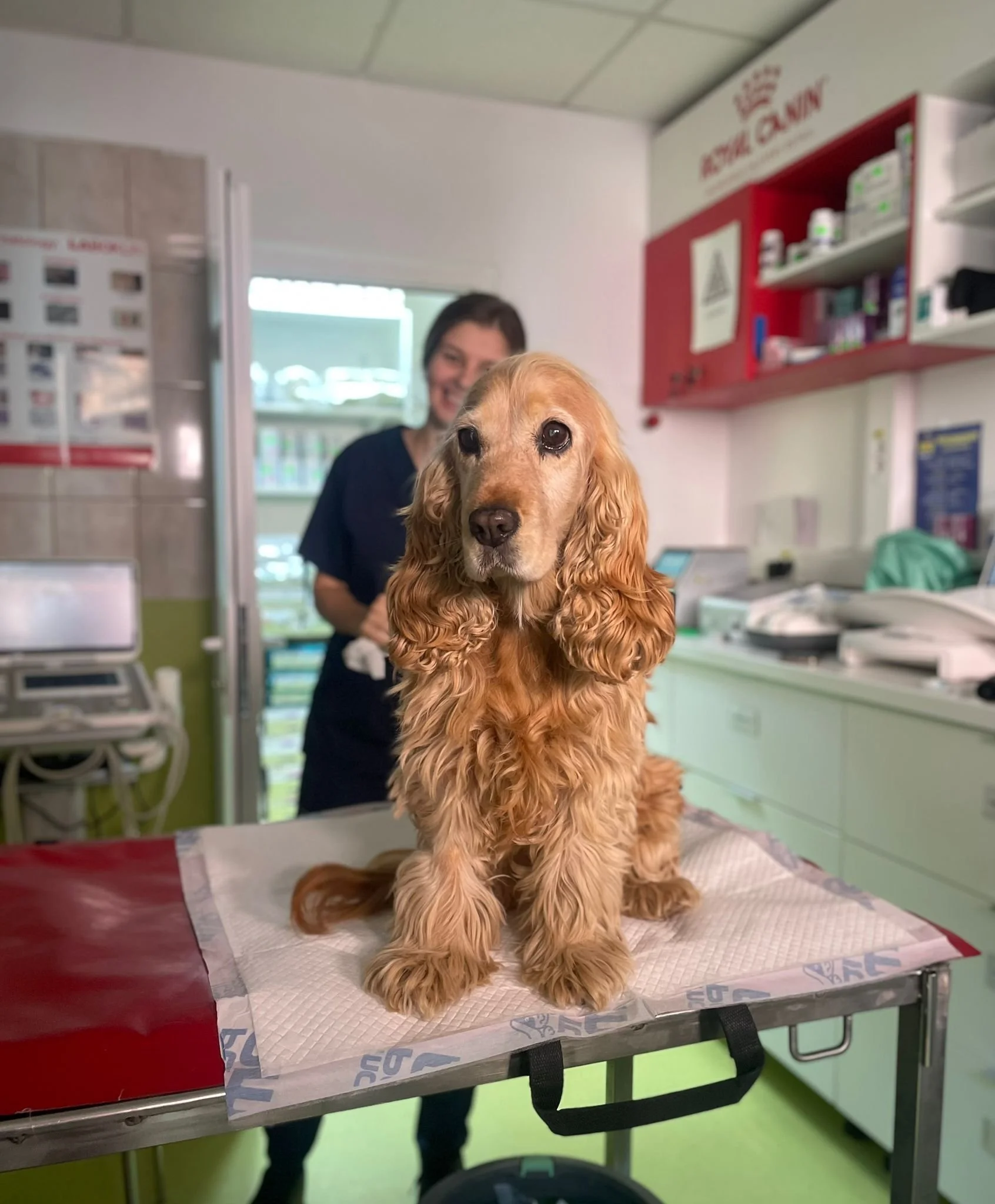 De ce vizitele regulate la medicul veterinar pot prelungi viața animăluțului tău (și ce riști dacă le amâni)