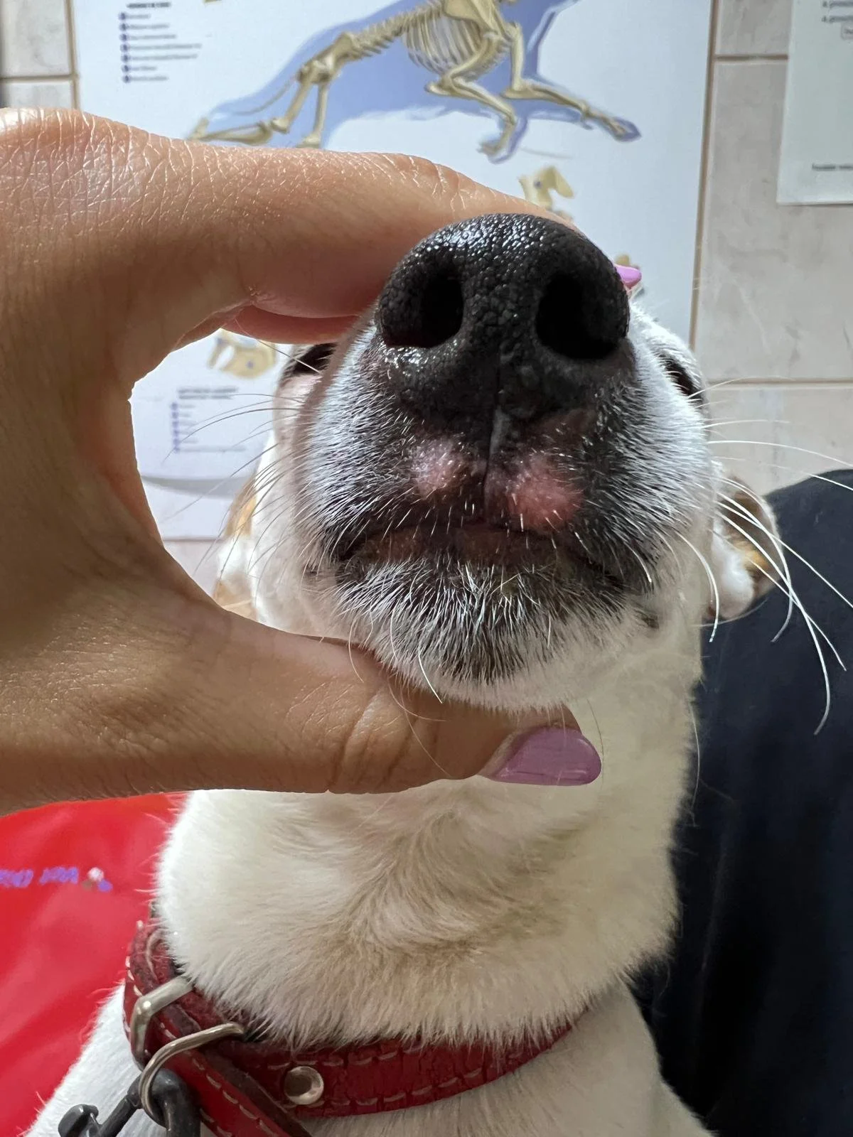 Dermatita atopică la câini: soluții moderne de diagnostic și tratament