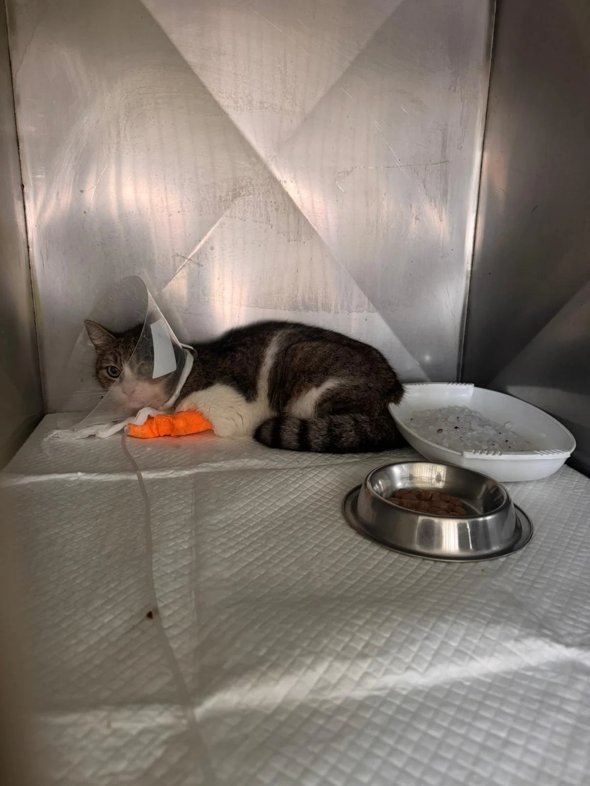 Nutriție și recuperare post-chirurgicală pentru câini și pisici: ghid complet pentru o vindecare mai rapidă